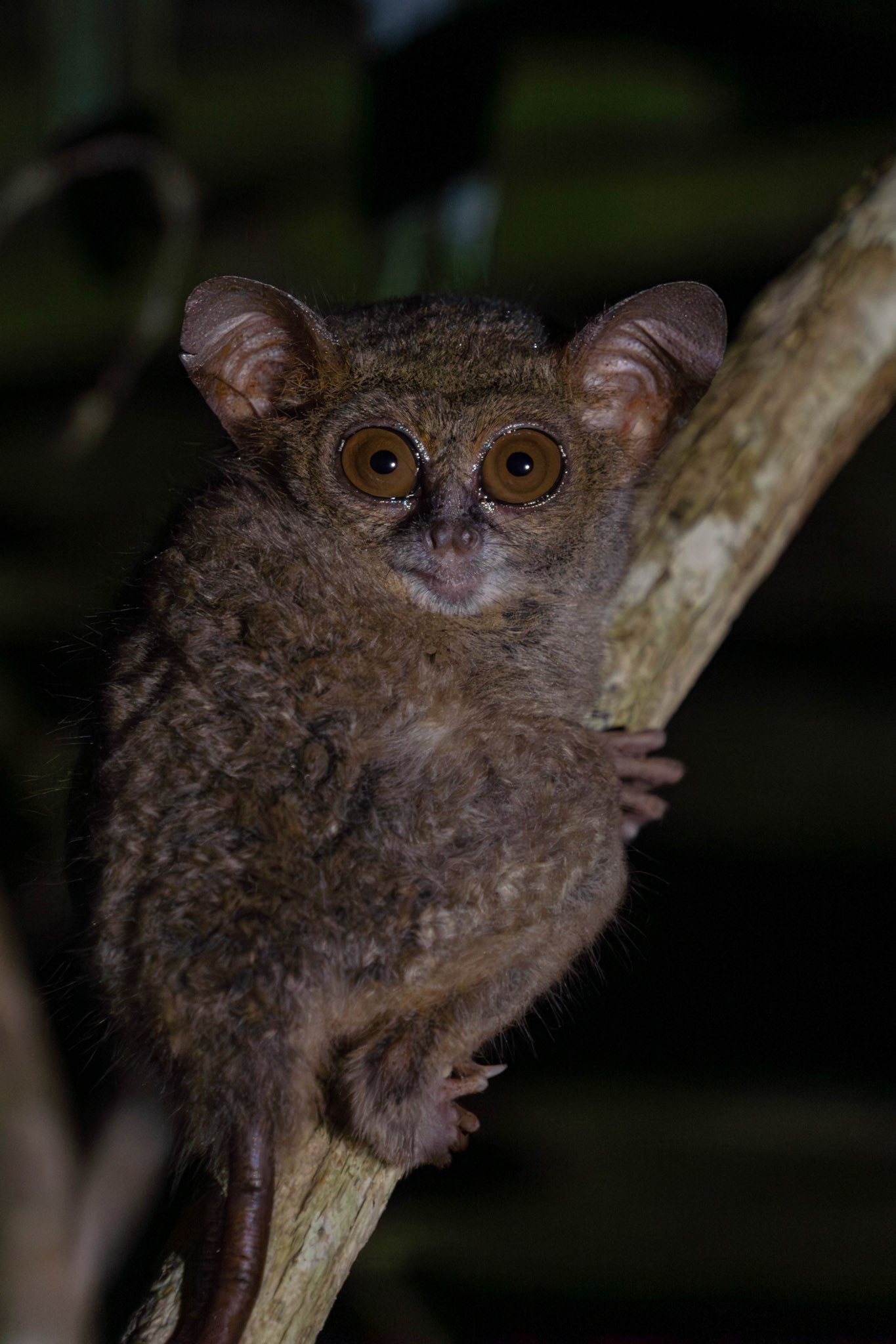 Spectral tarsier, Sulawesi, Indonesia