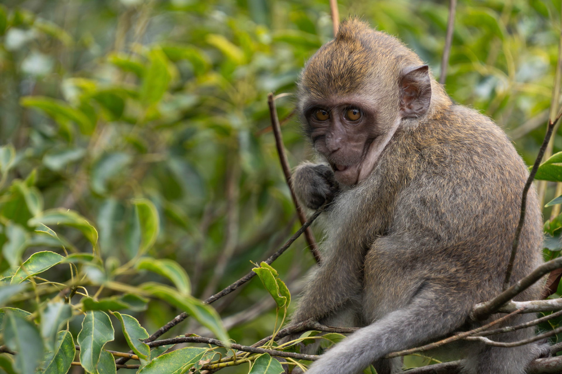Long-tailed macaque, Malaysia