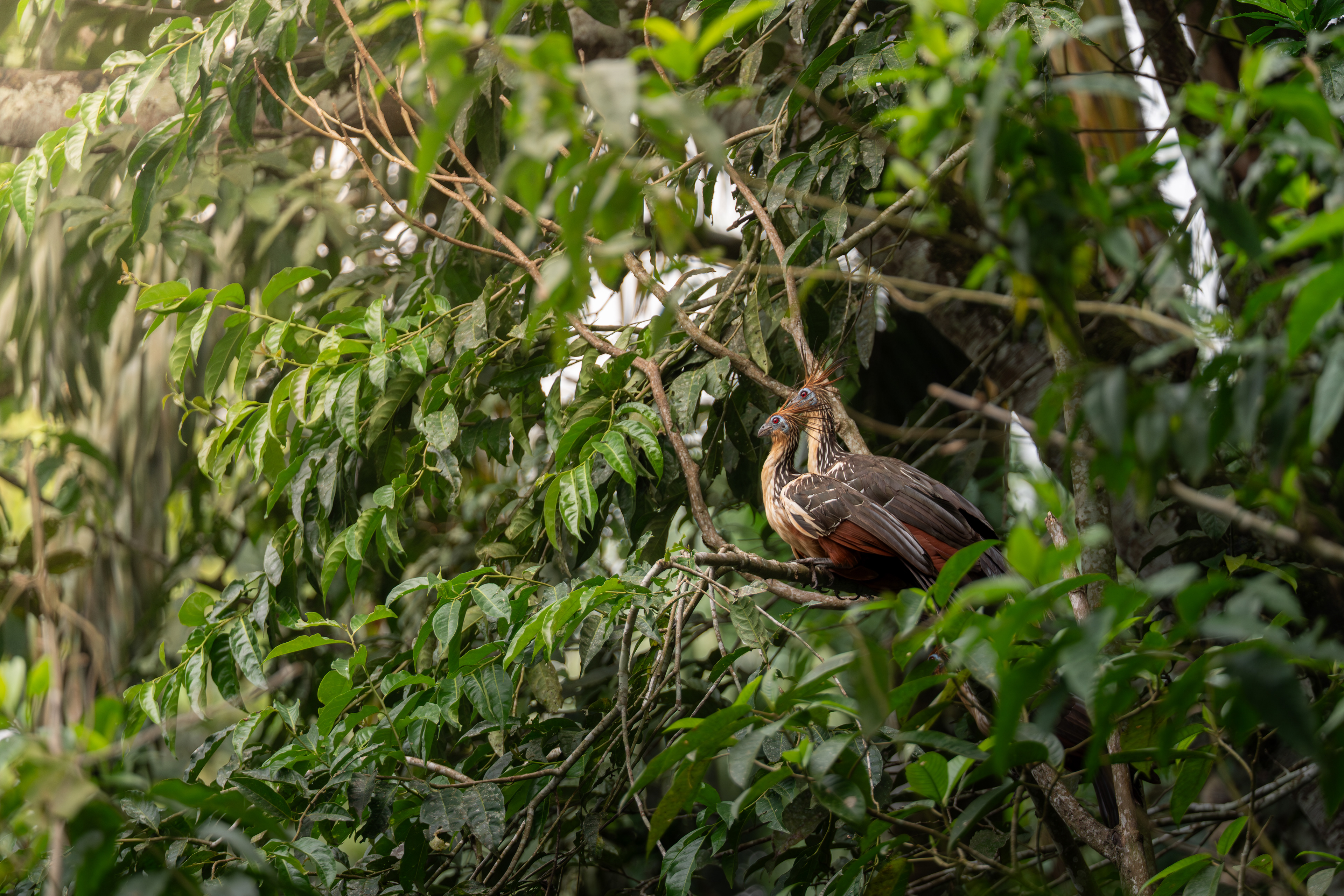 Hoatzin, Ecuador