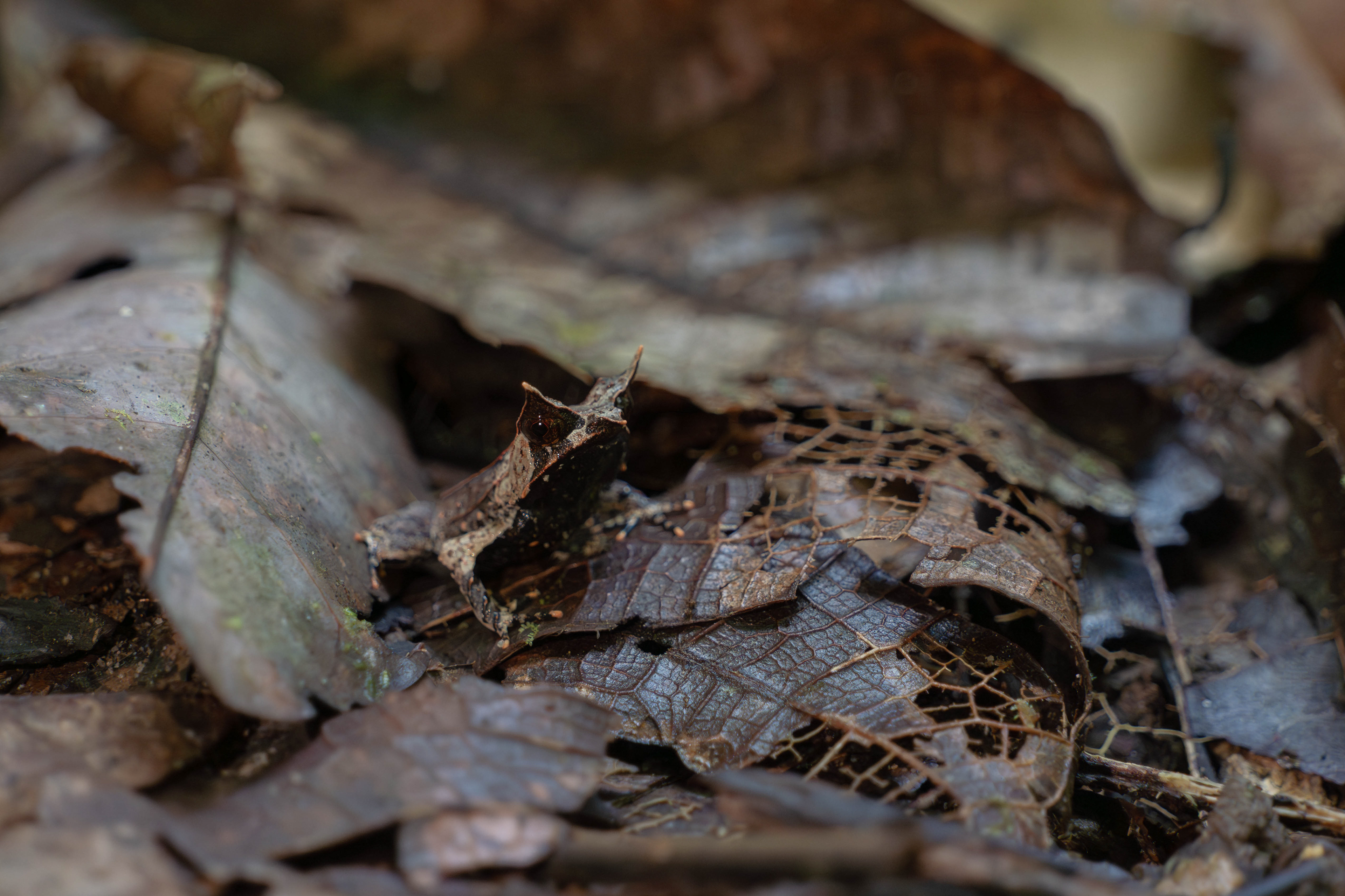 Long-nosed horned frog, Sarawak, Malaysia