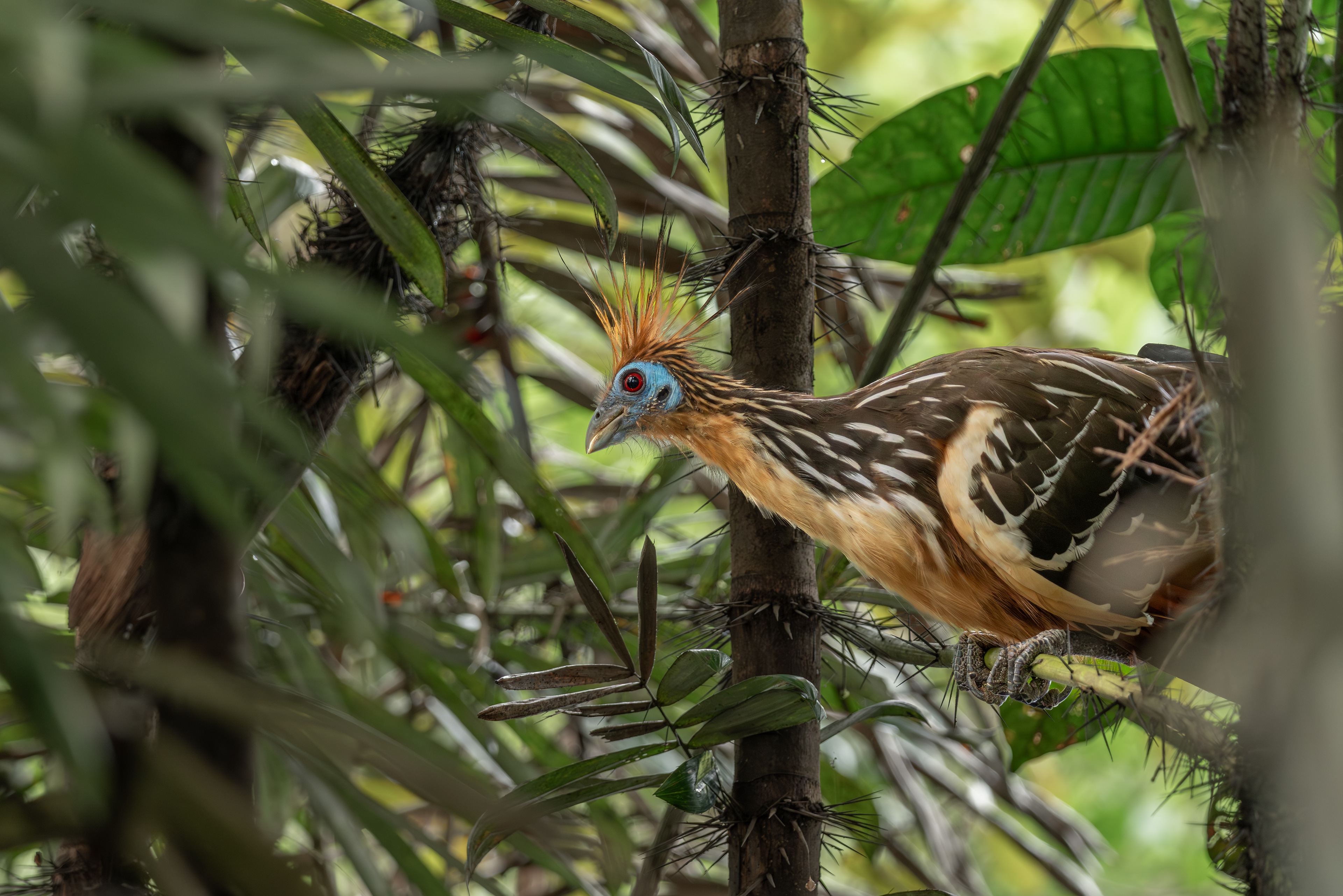 Hoatzin, Peru