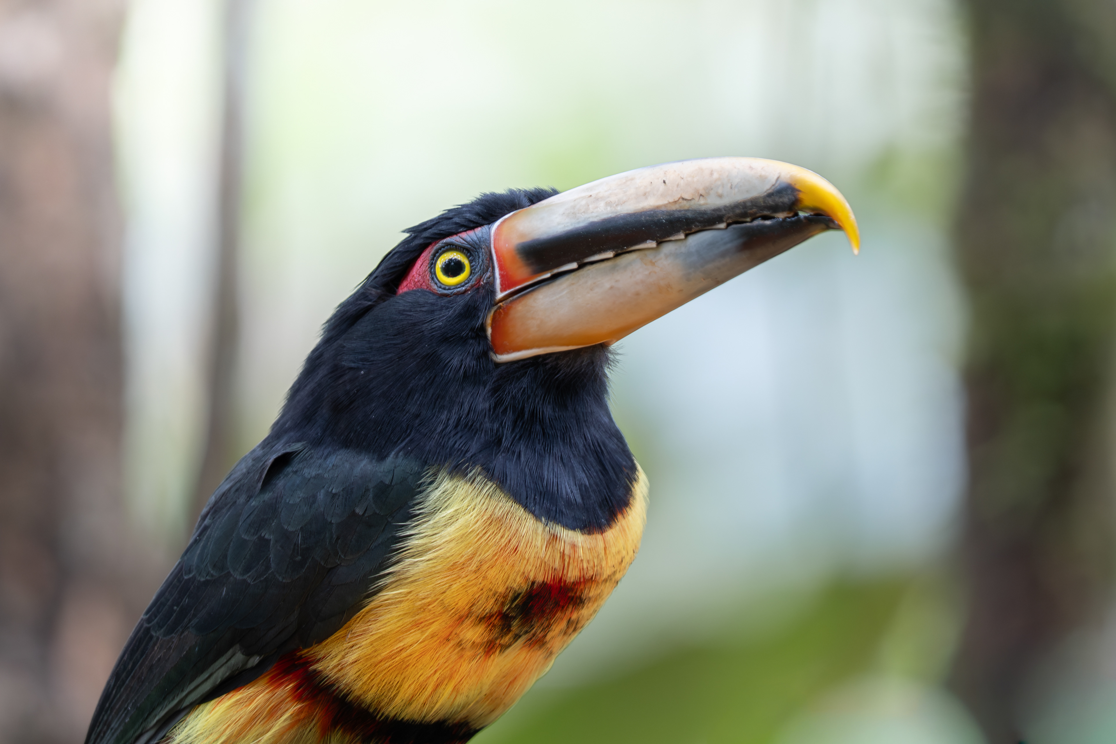Pale-mandibled Aracari, Ecuador