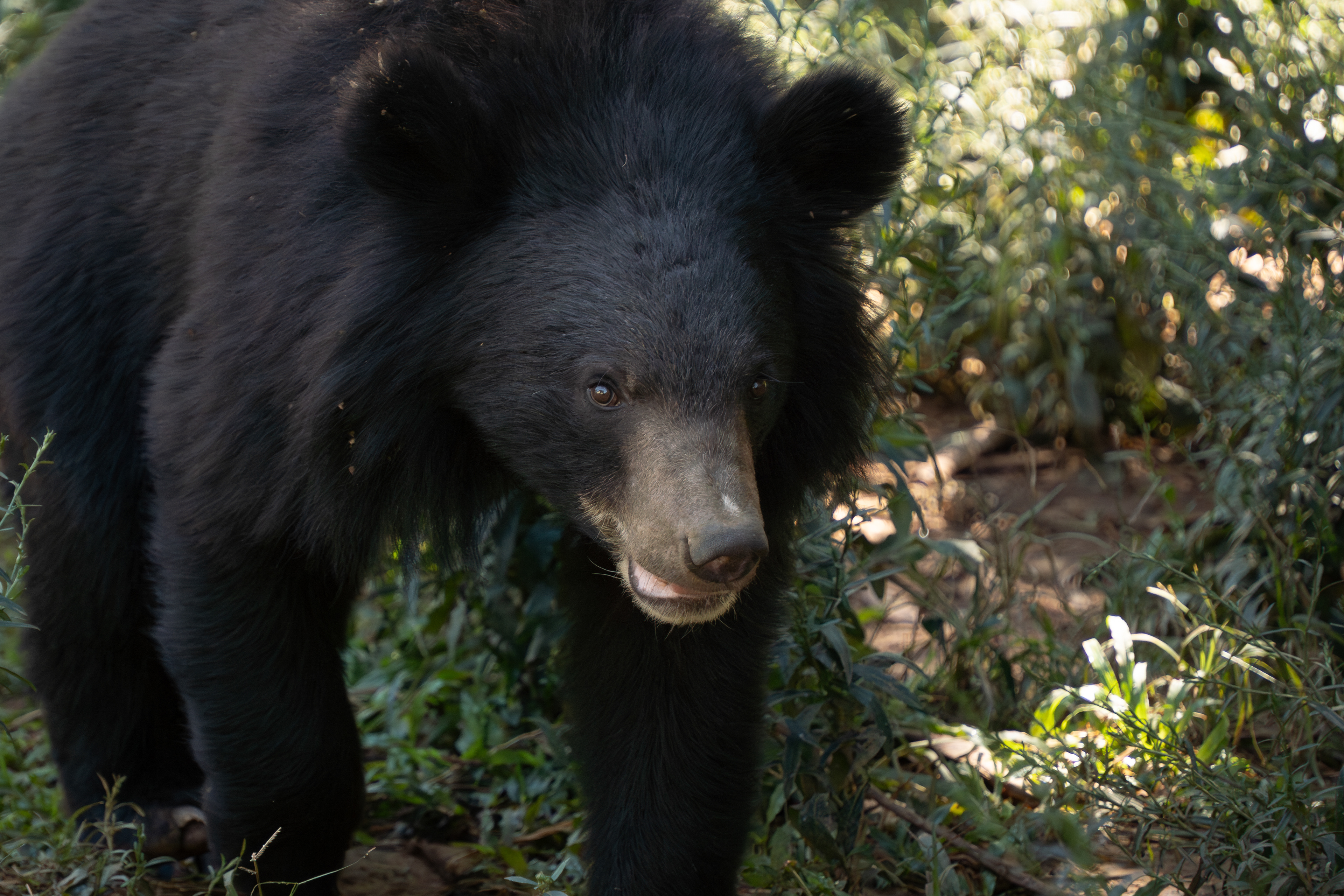 Asiatic black bear, Laos