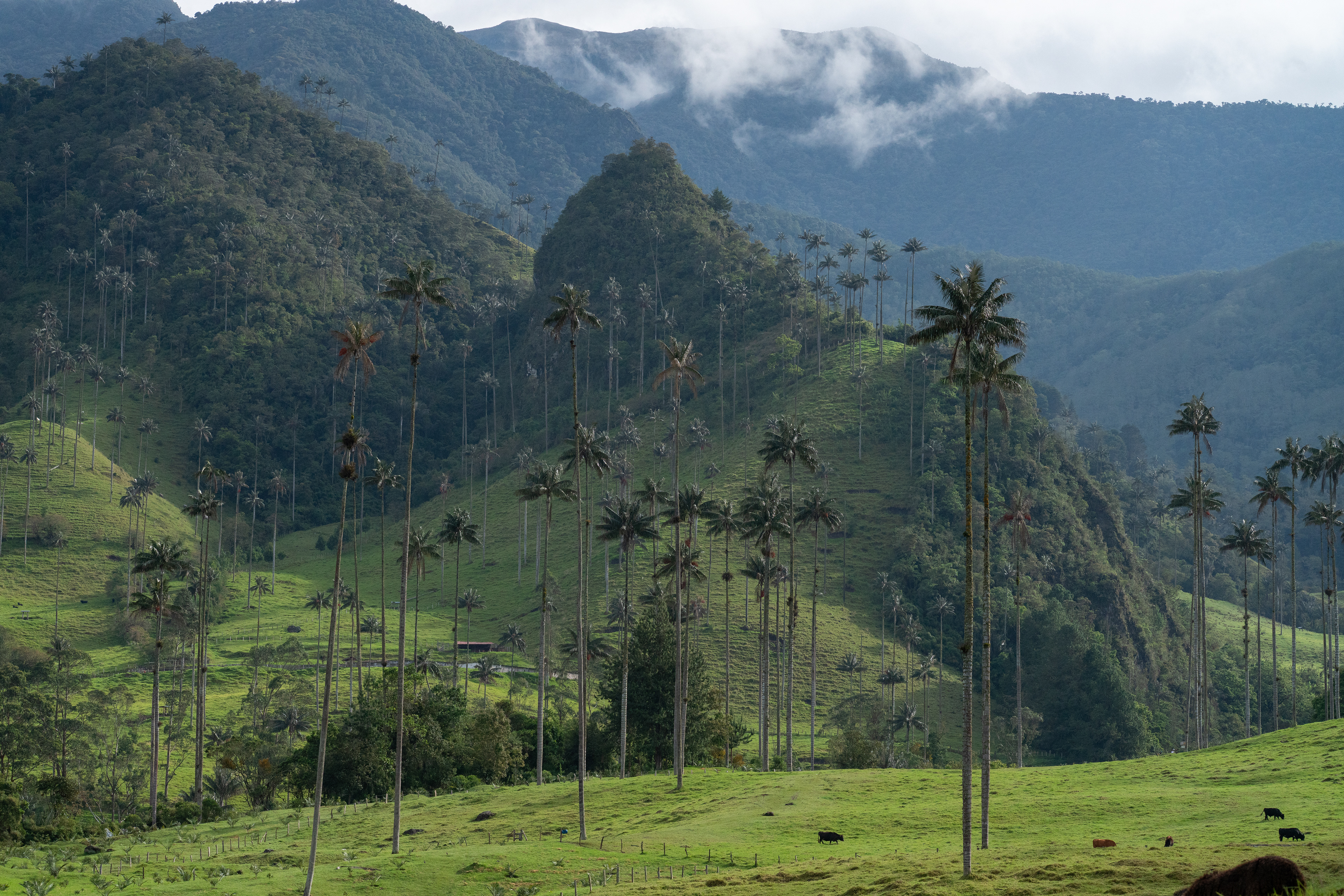 Salento, Colombia
