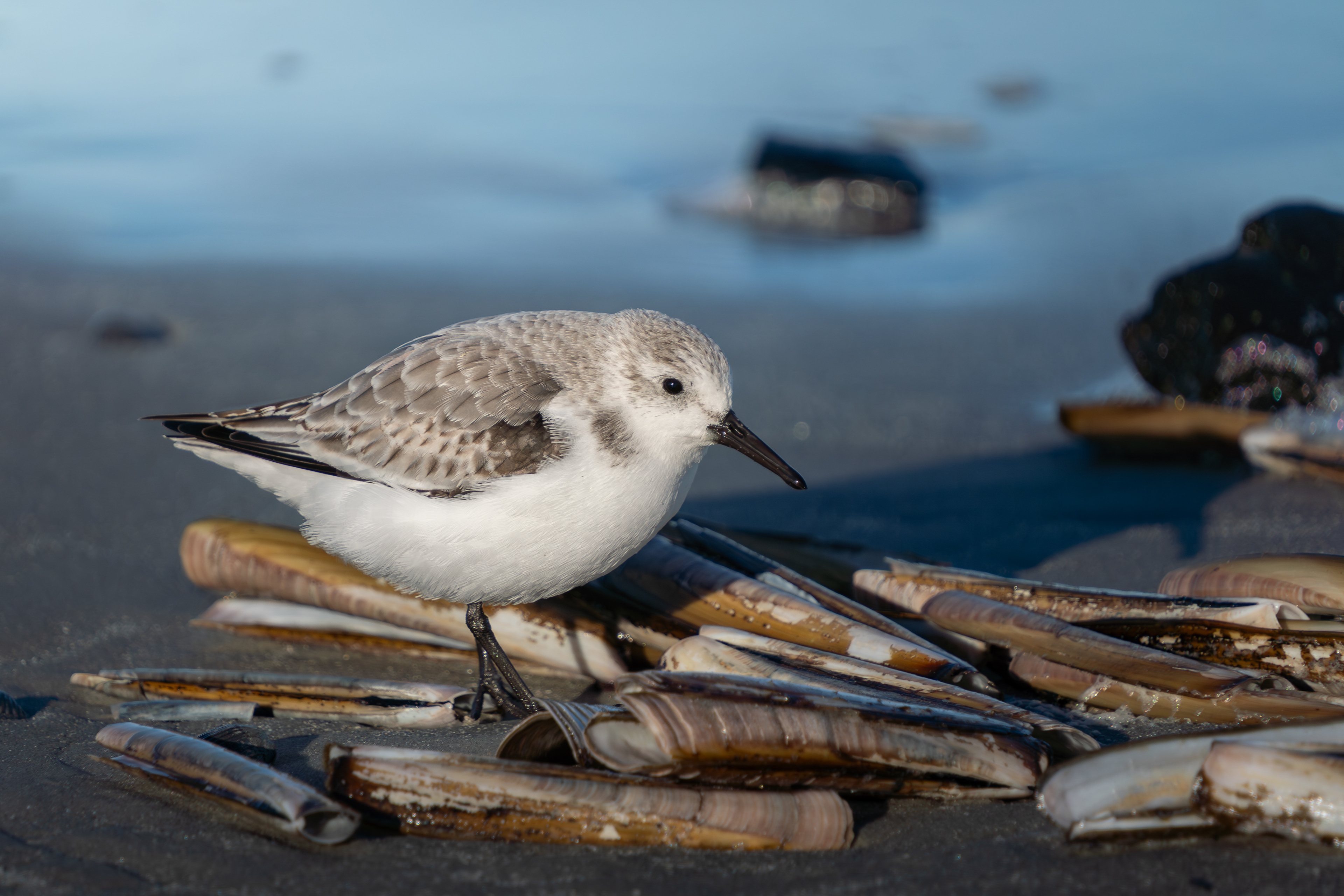 Sanderling, the Netherlands