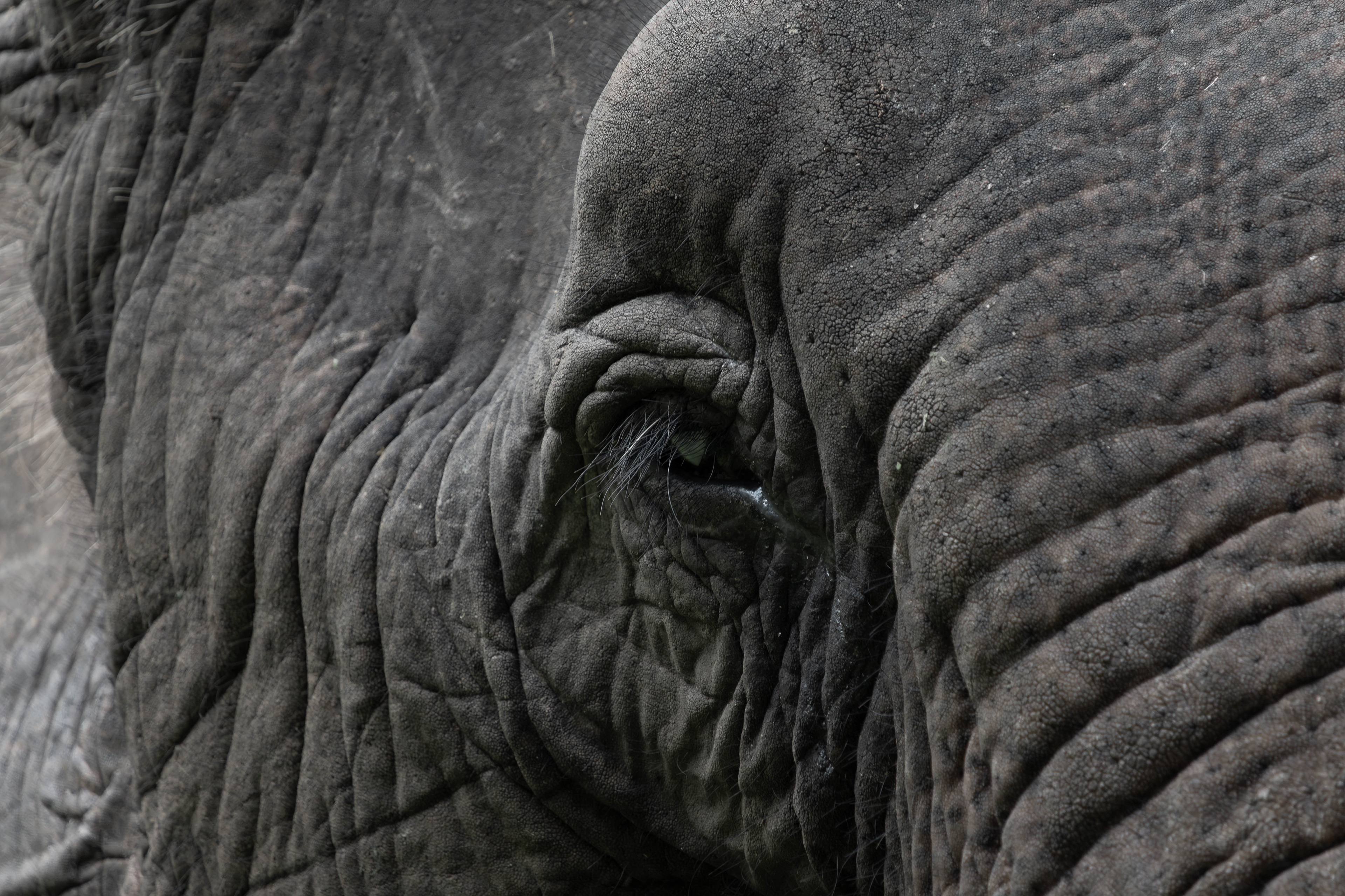 Asian elephant, Vietnam