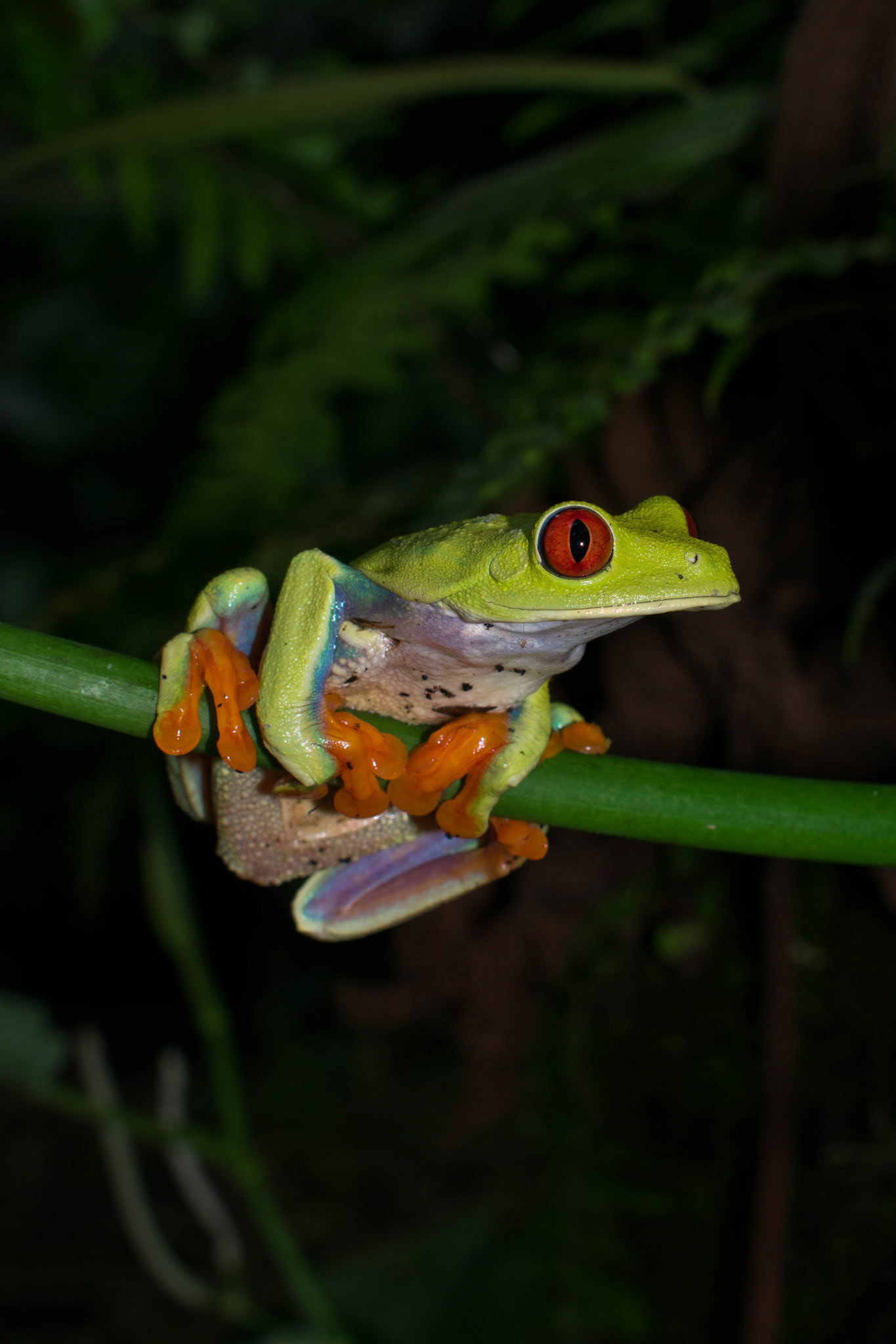 Red-eyed tree frog, Costa Rica