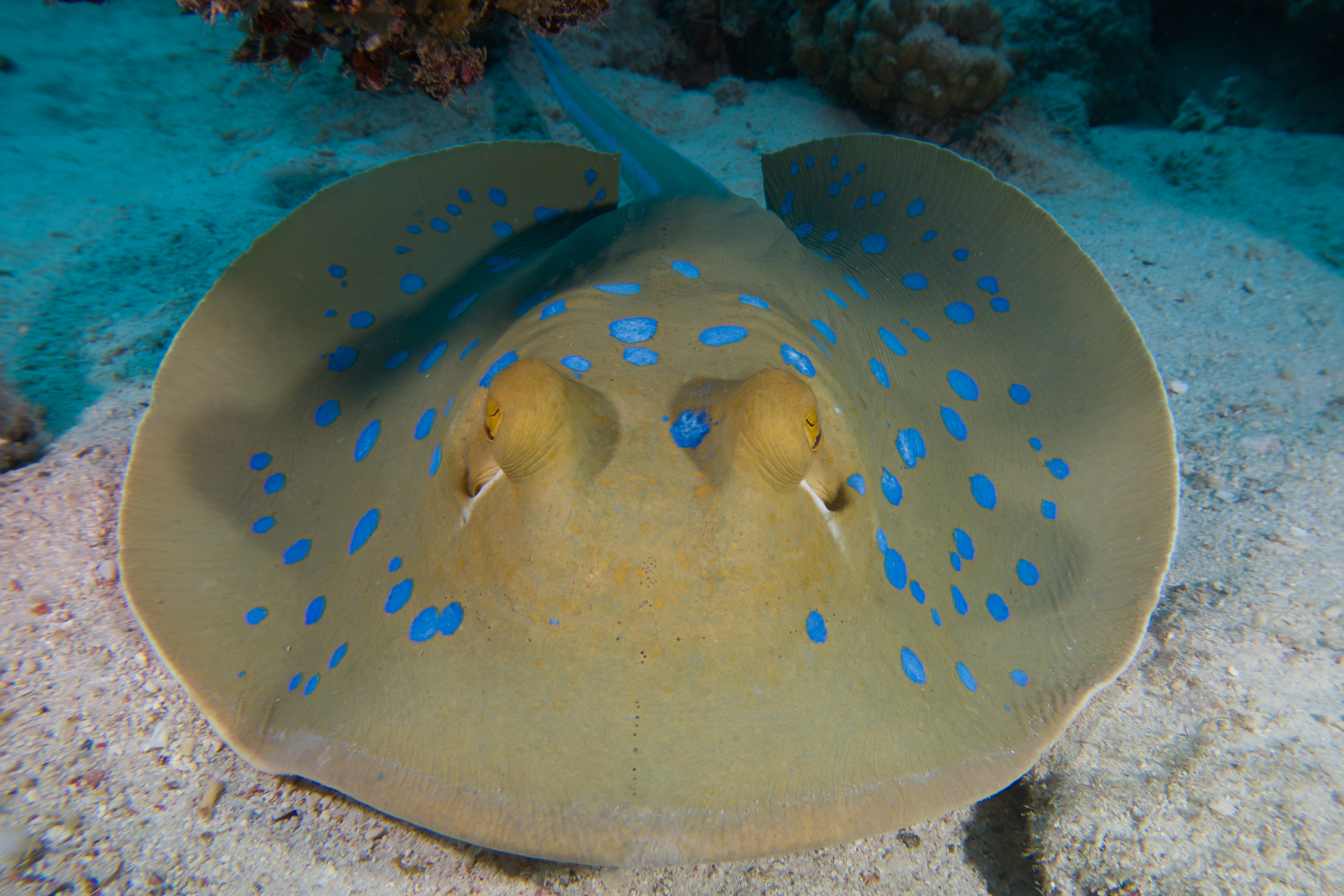 Blue-spotted stingray, Egypt