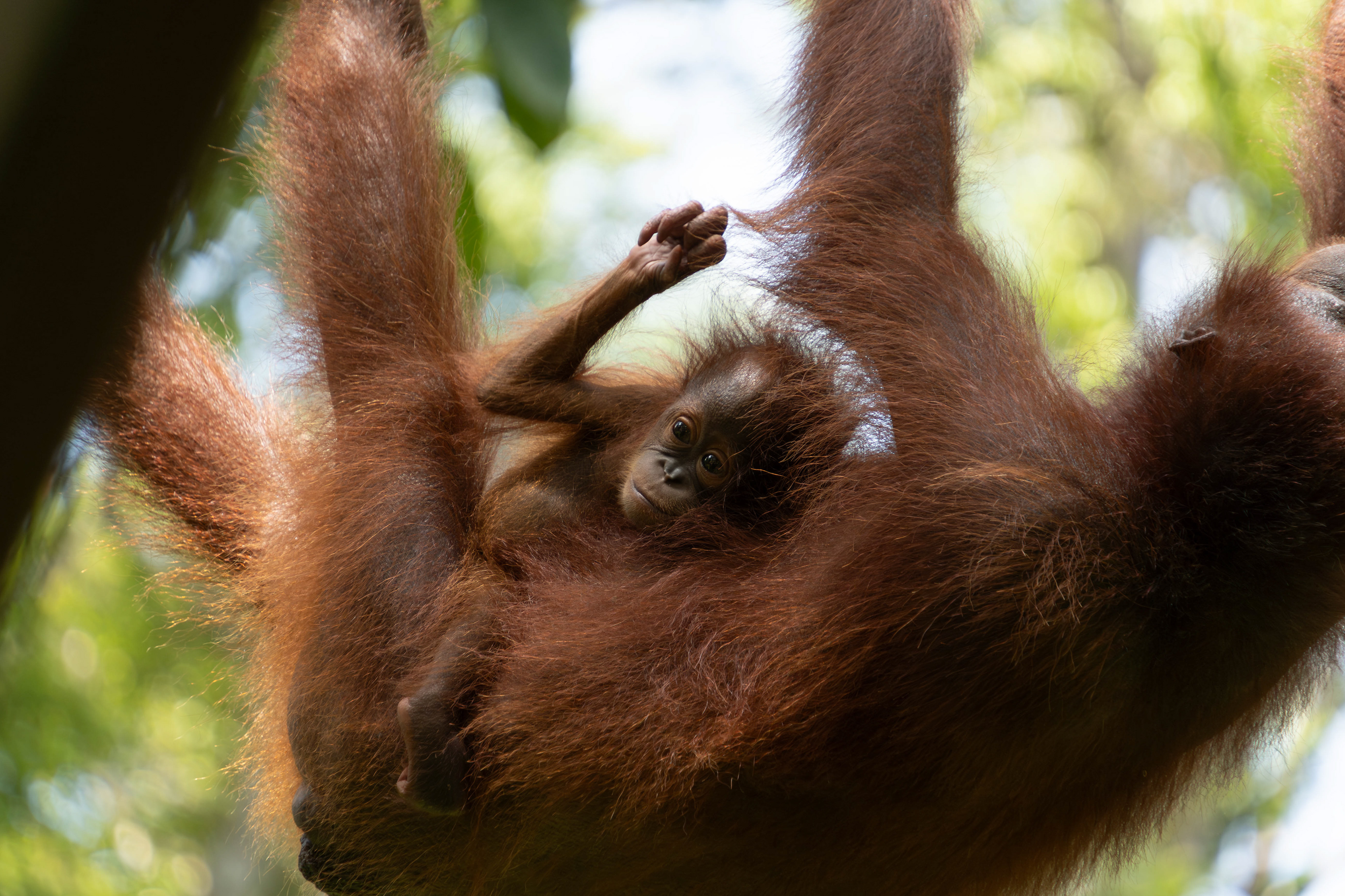 Bornean orangutan, Sabah, Malaysia