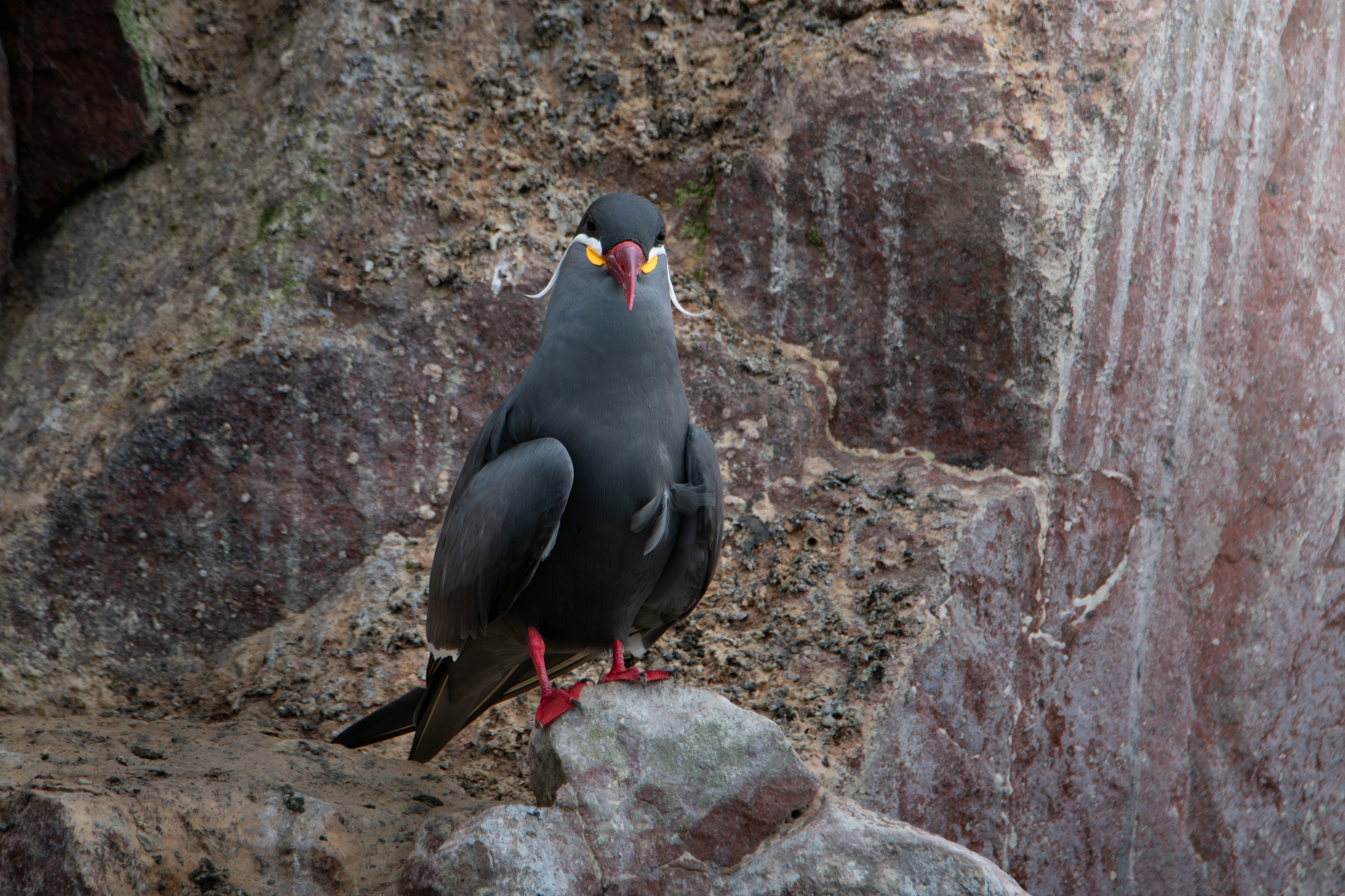 Inca Tern, Peru