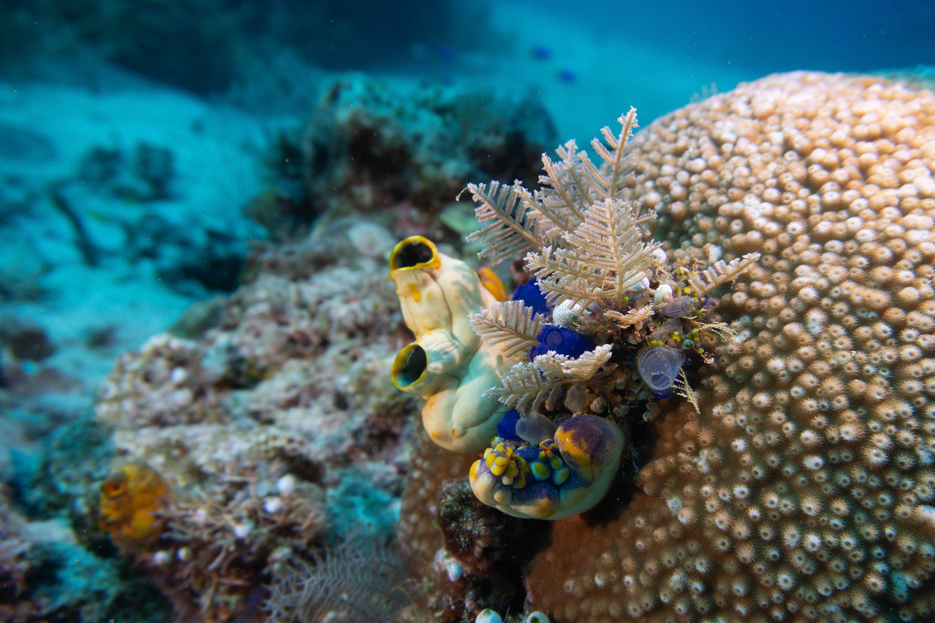 Reef, Komodo, Indonesia