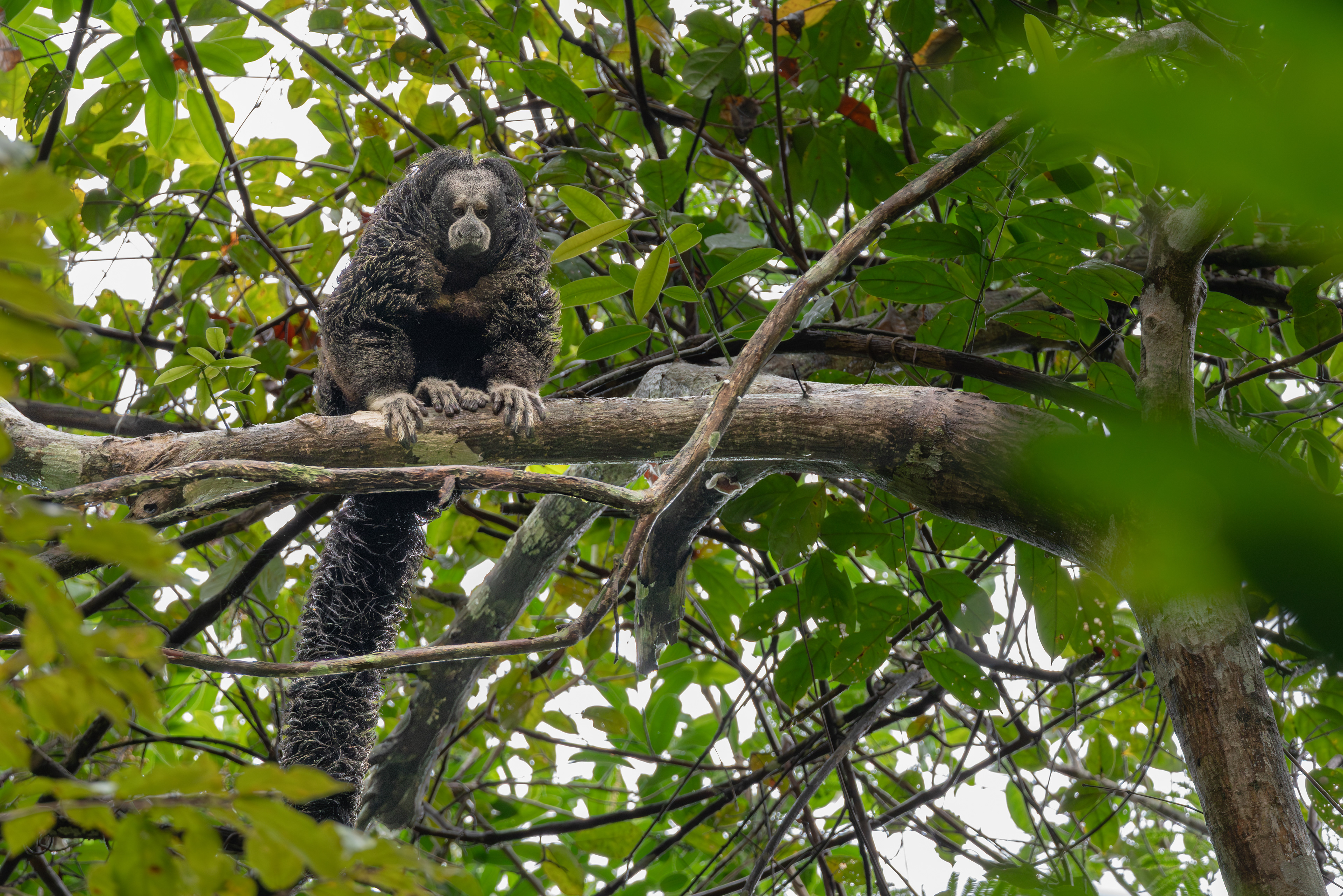 Isabel's saki, Peru