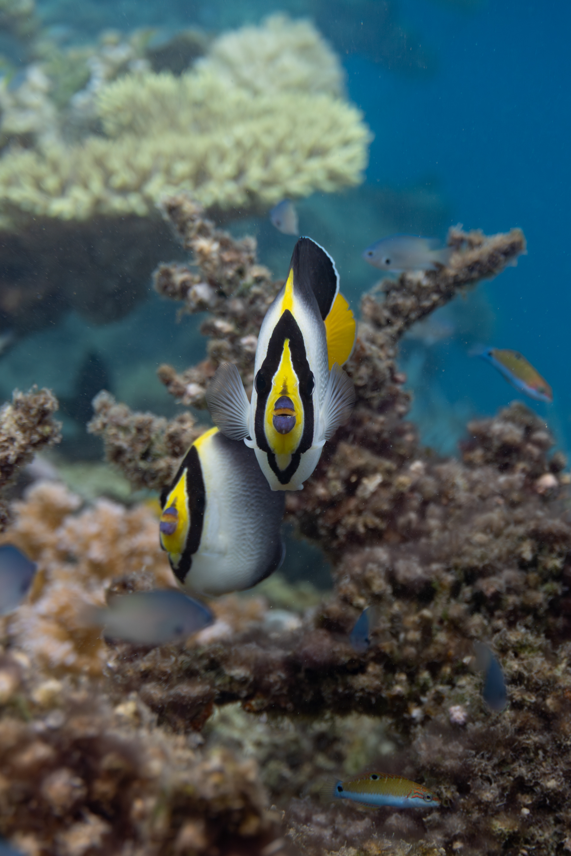 Angelfish, Palawan, Philippines