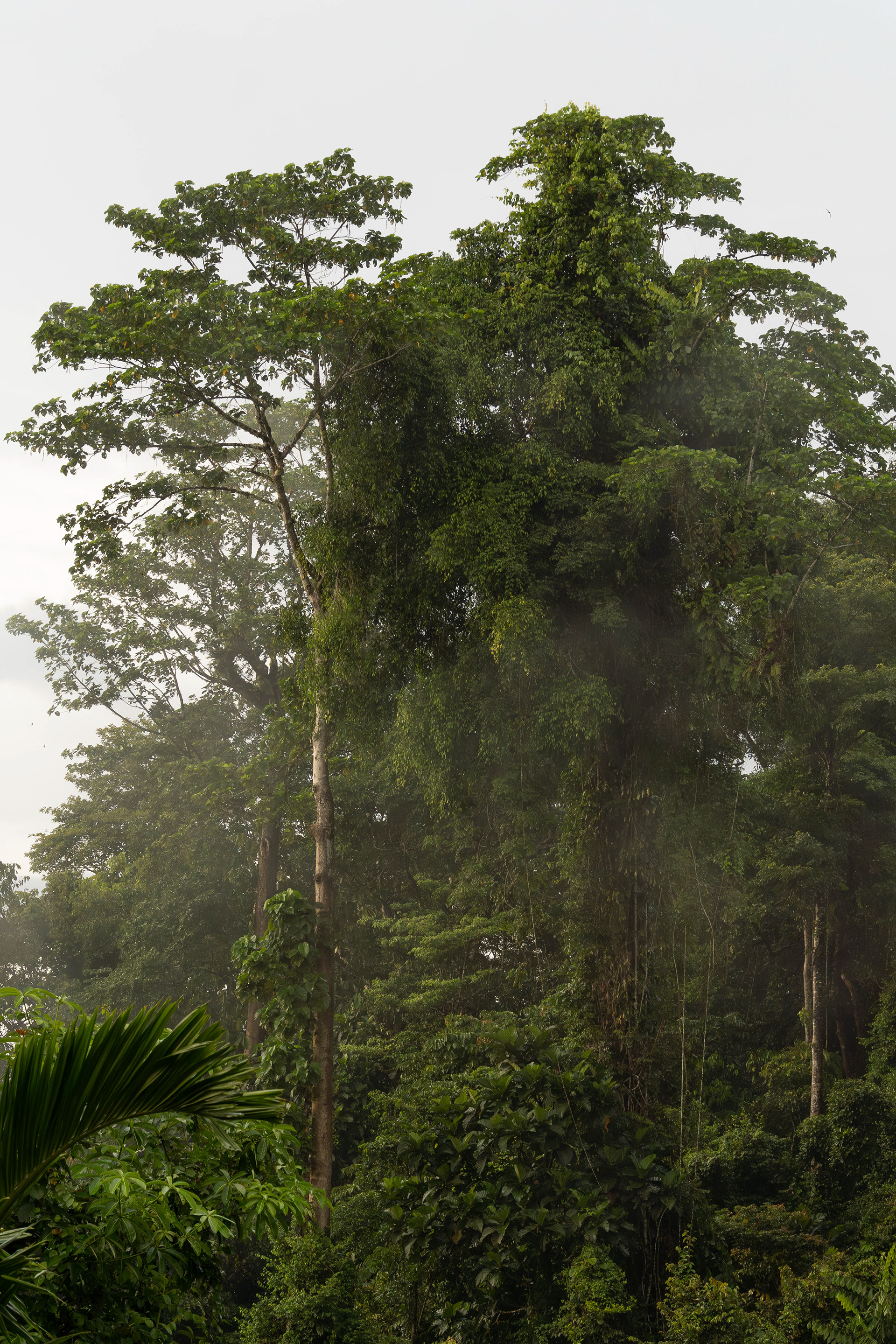 Mulu, Sarawak, Malaysia