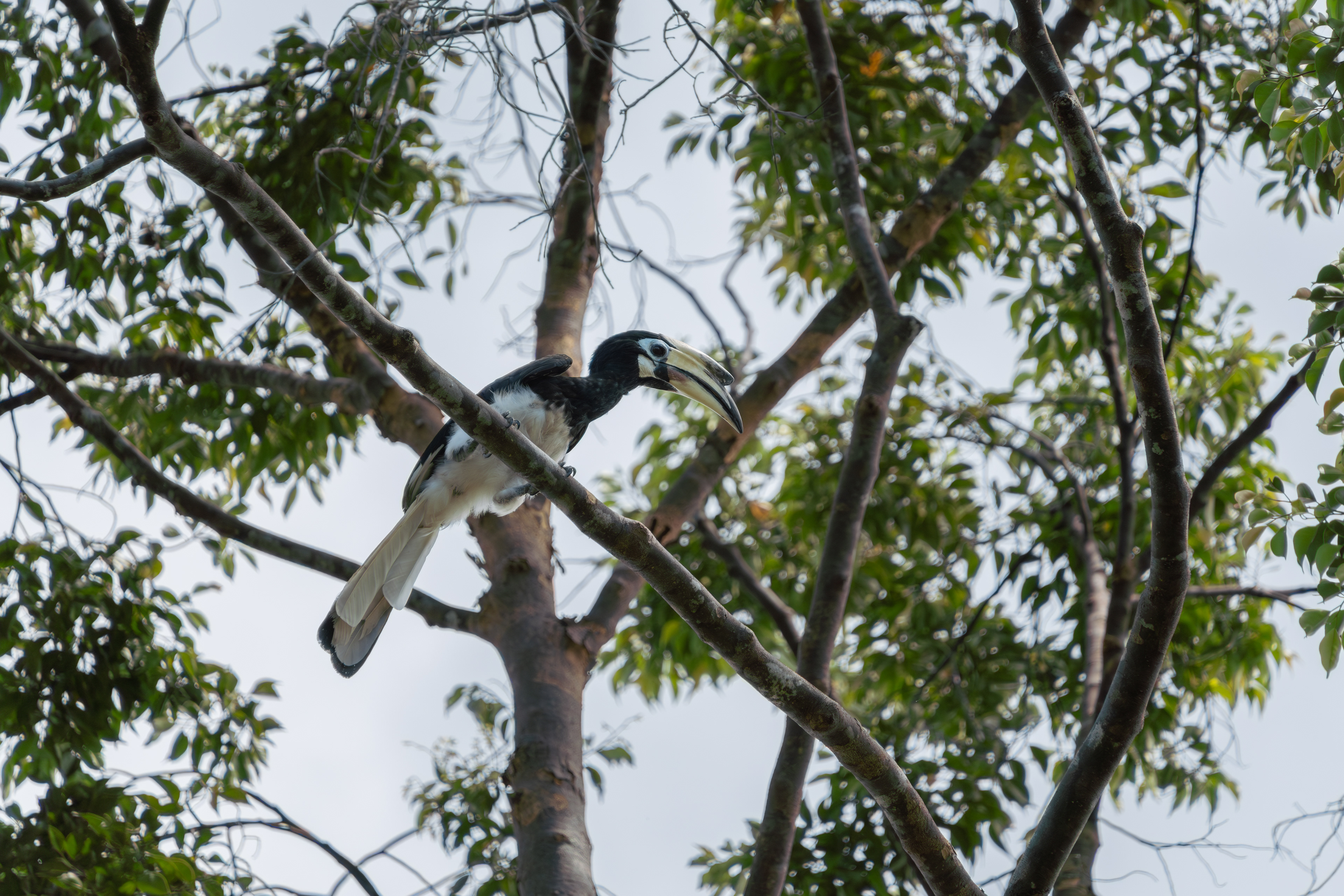 Oriental-pied Hornbill, Brunei