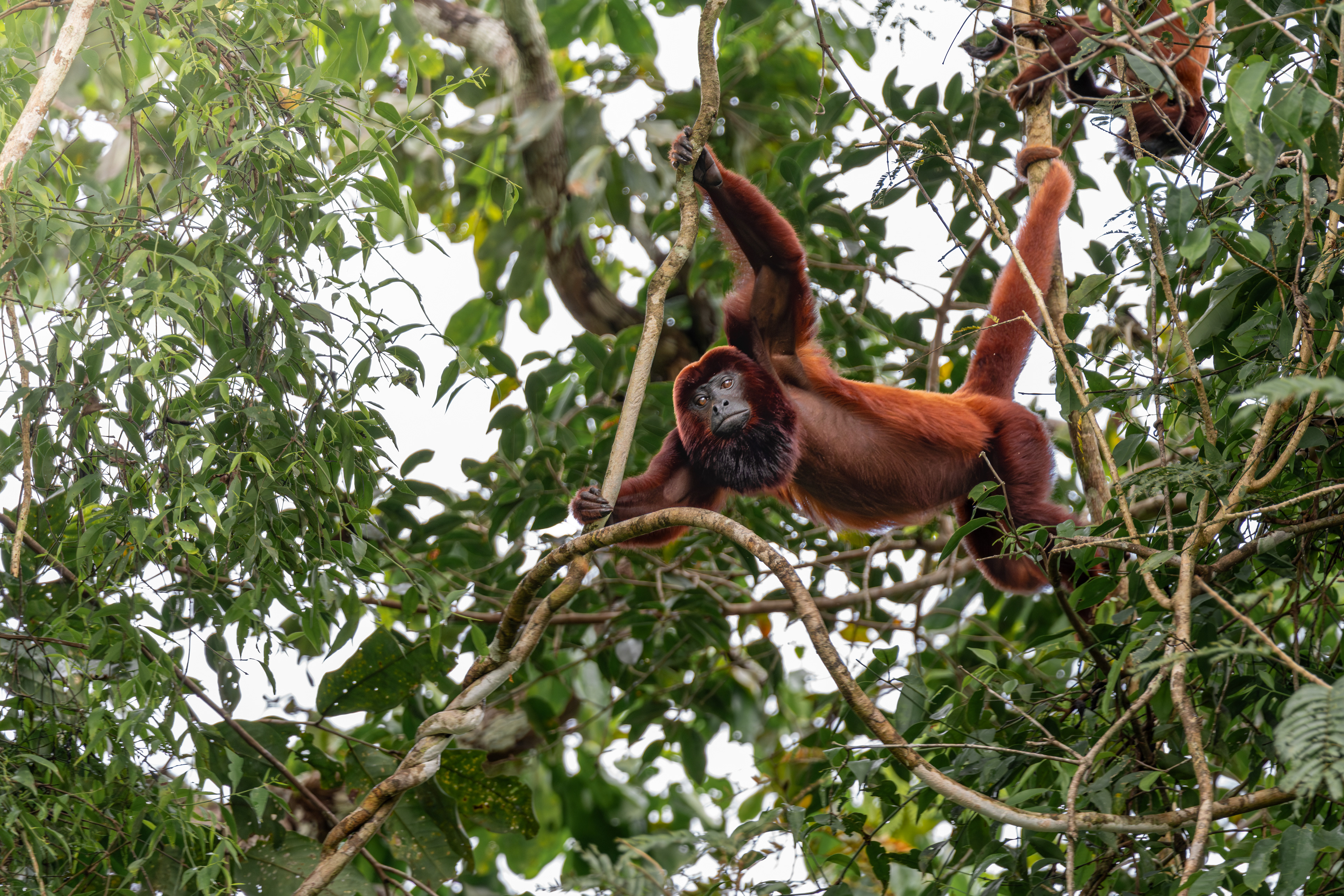 Red howler monkey, Peru