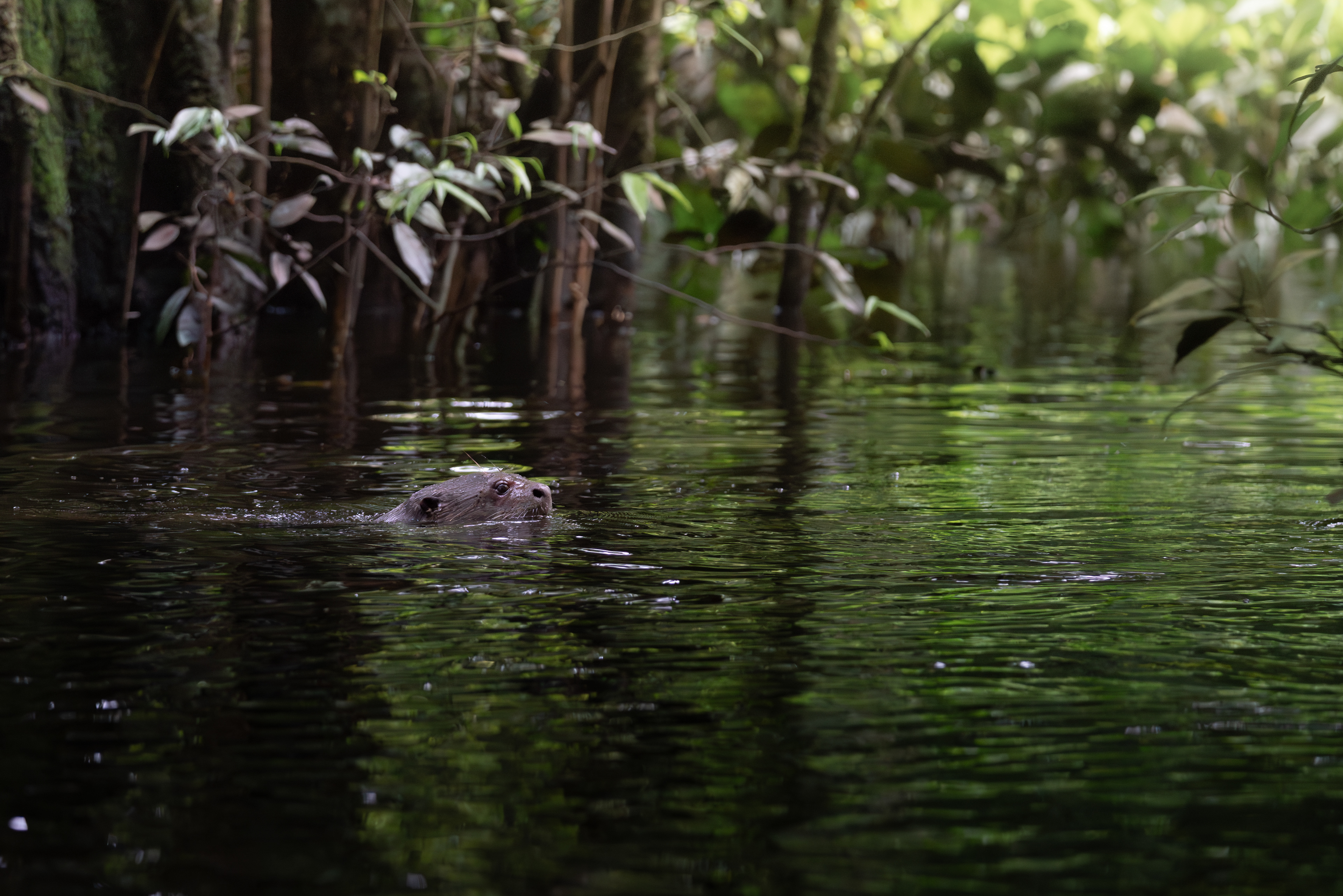 Giant river otter, Peru
