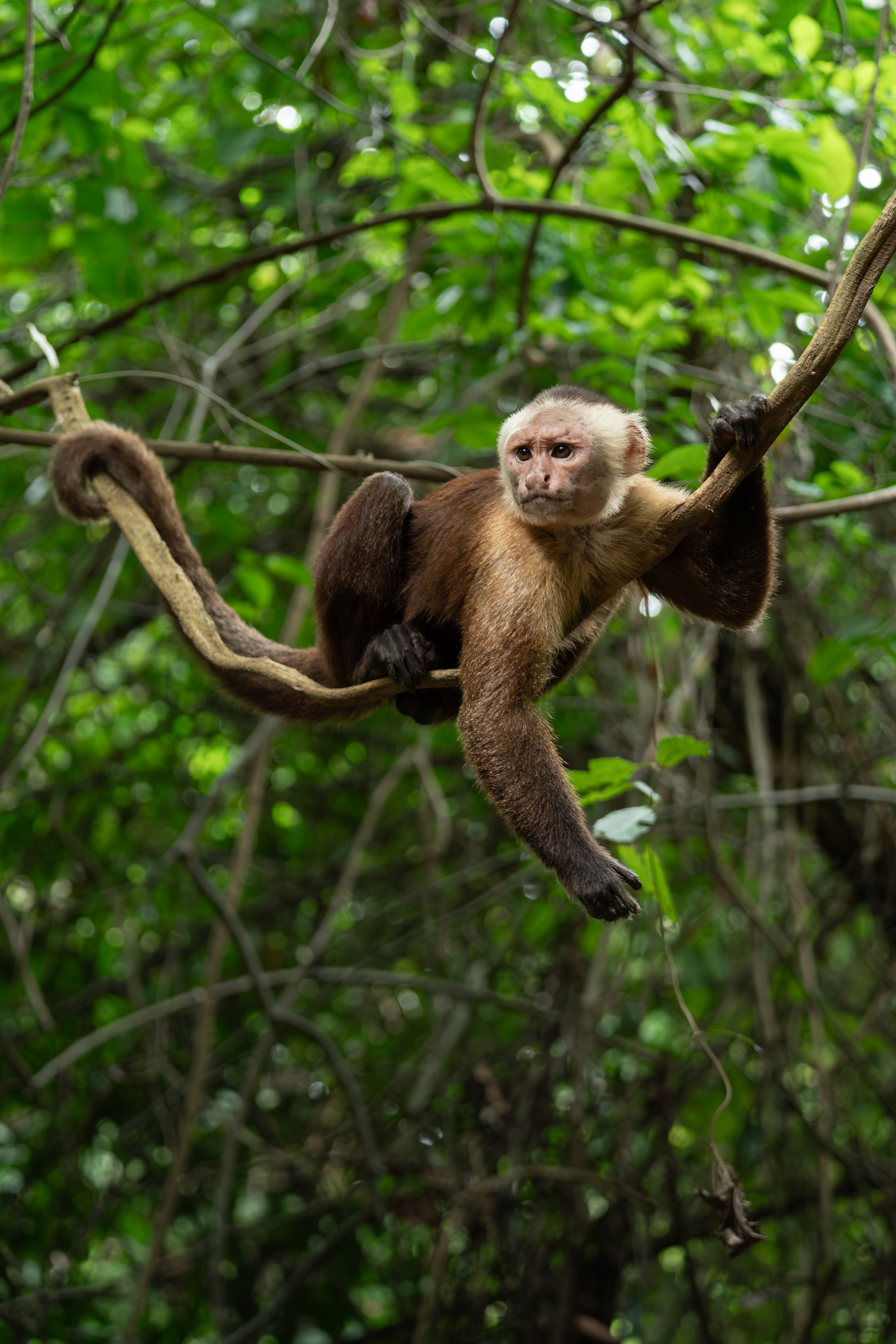 Capuchin Monkey, Colombia