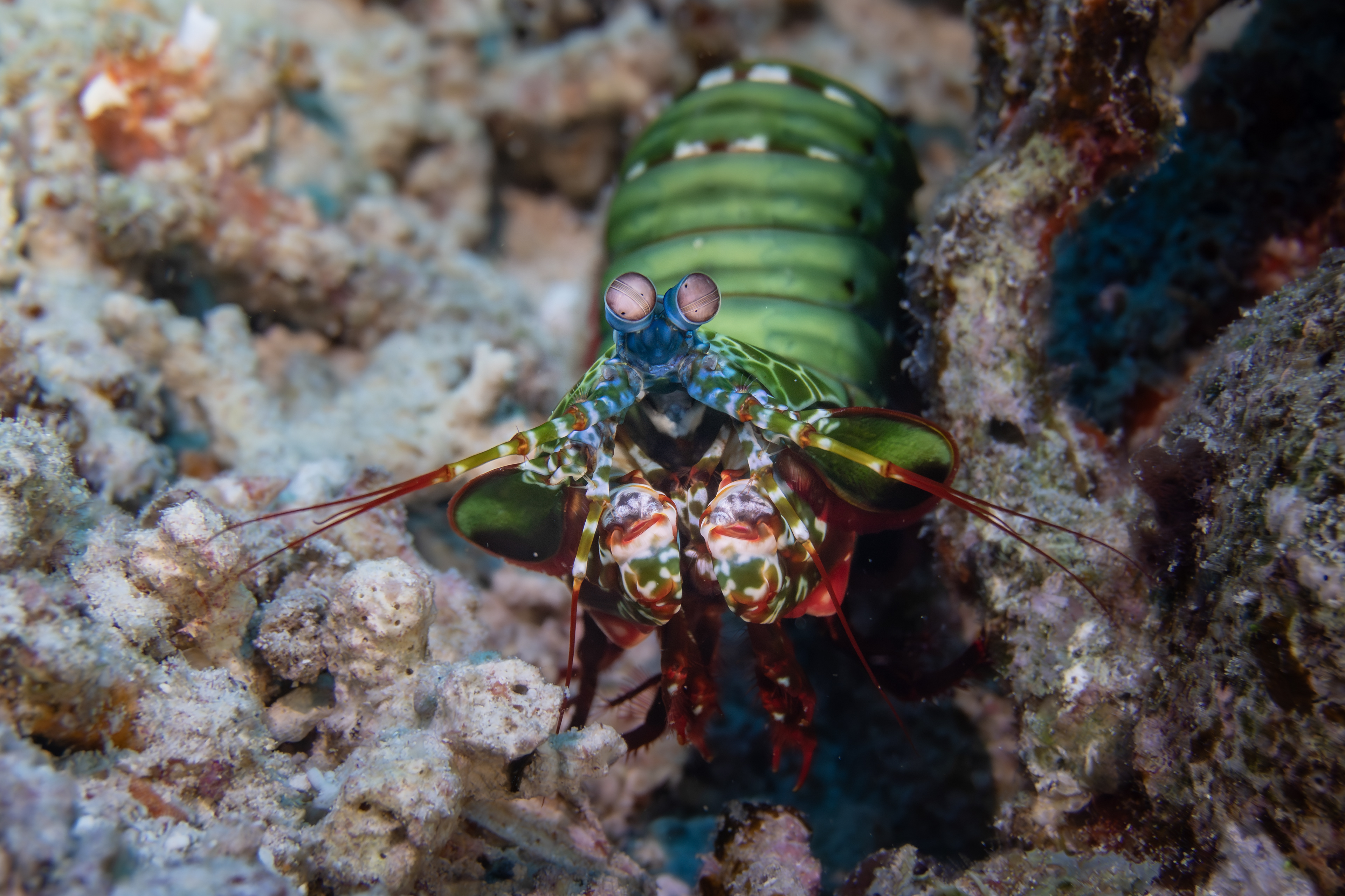 Peacock mantis shrimp, Indonesia