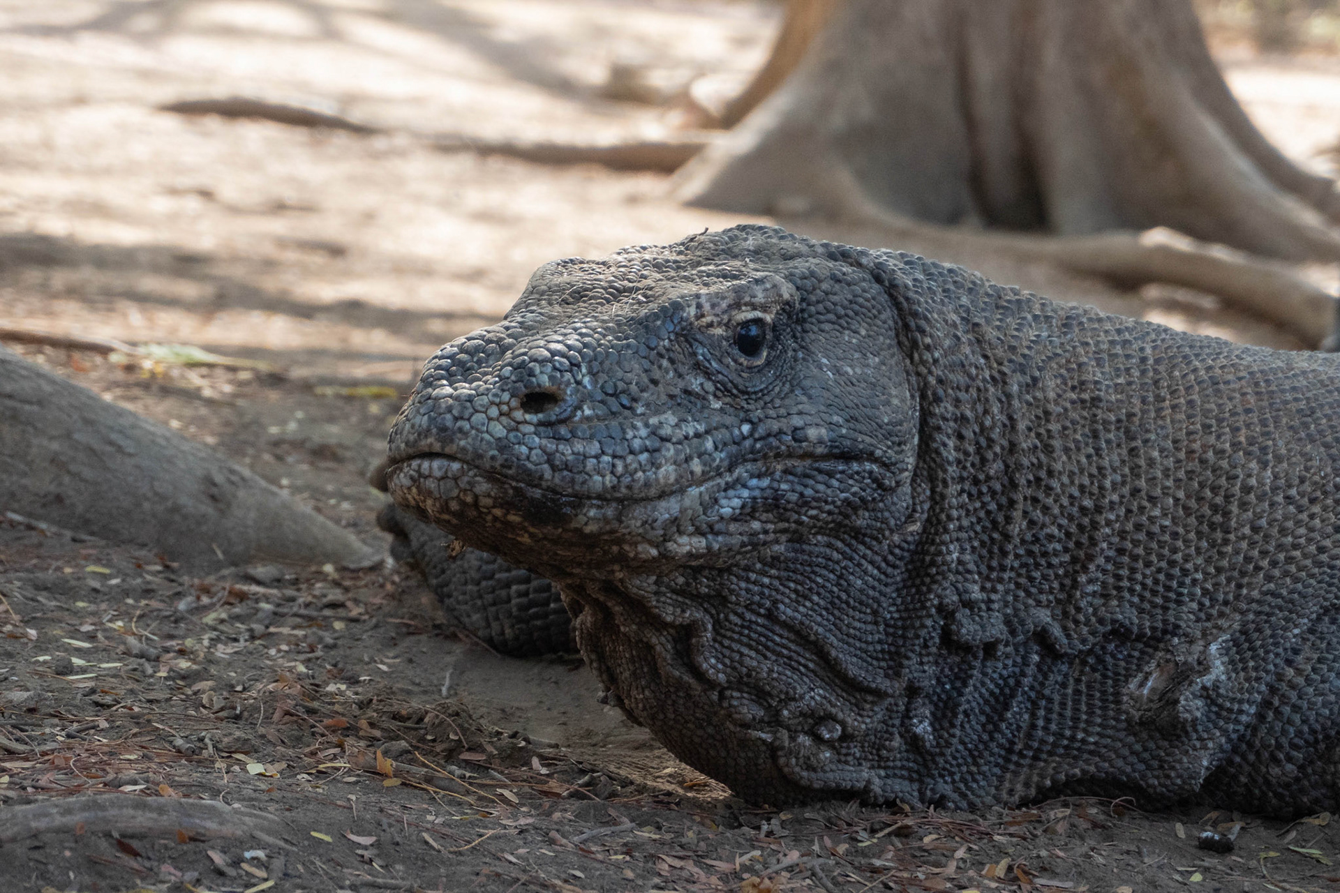 Komodo dragon, Komodo, Indonesia