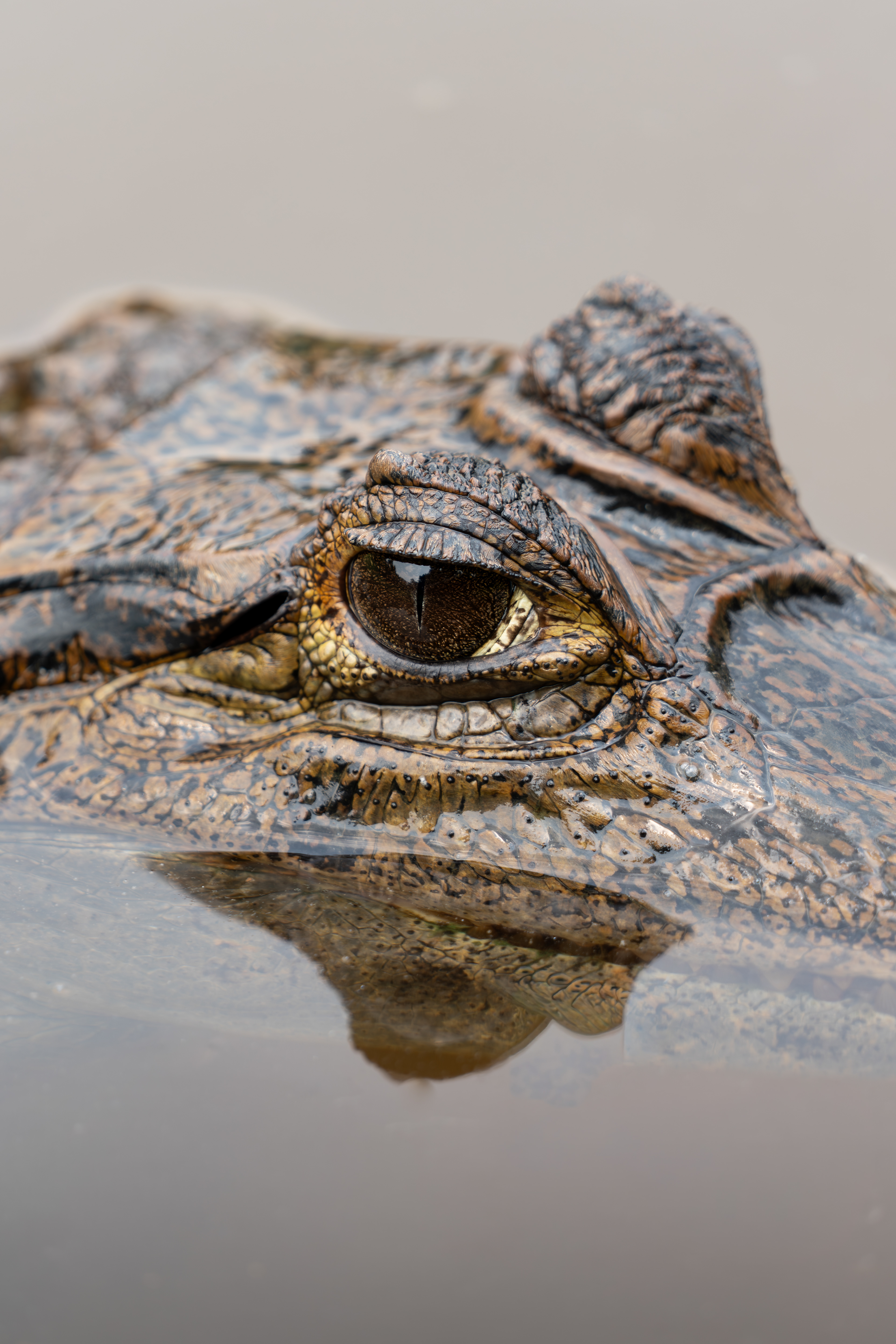Spectacled Caiman, Ecuador