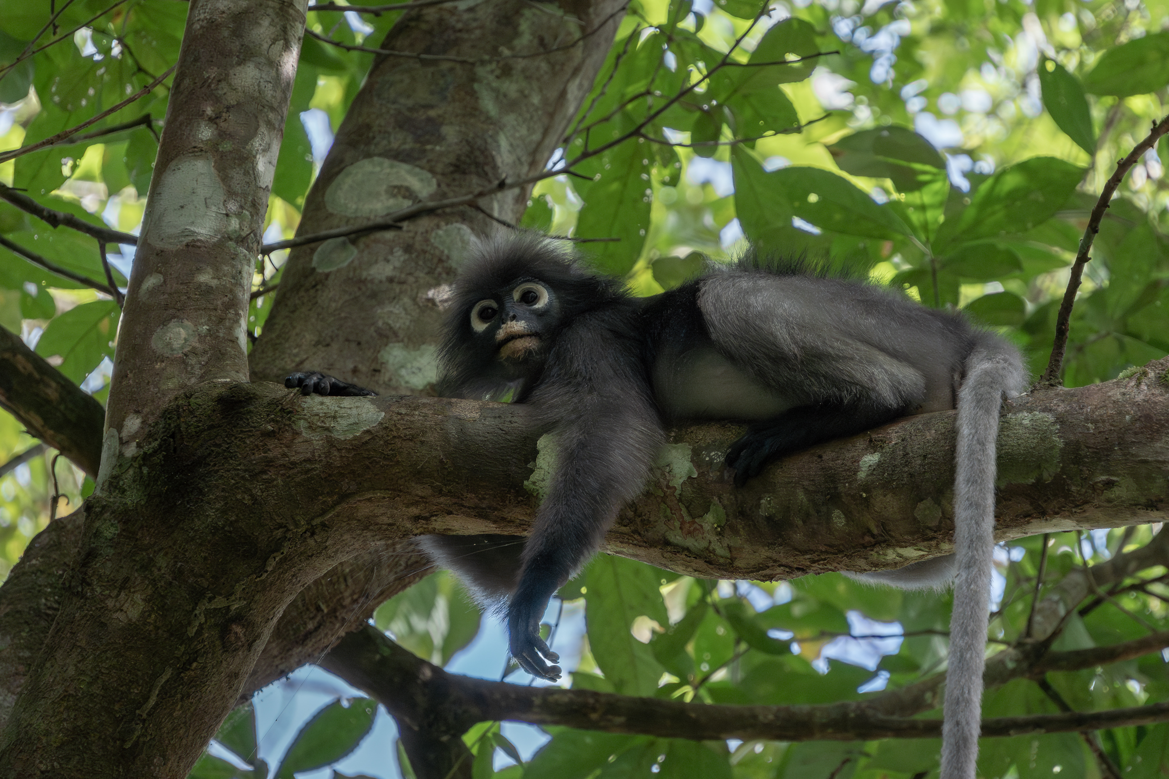 Dusky leaf monkey, Thailand