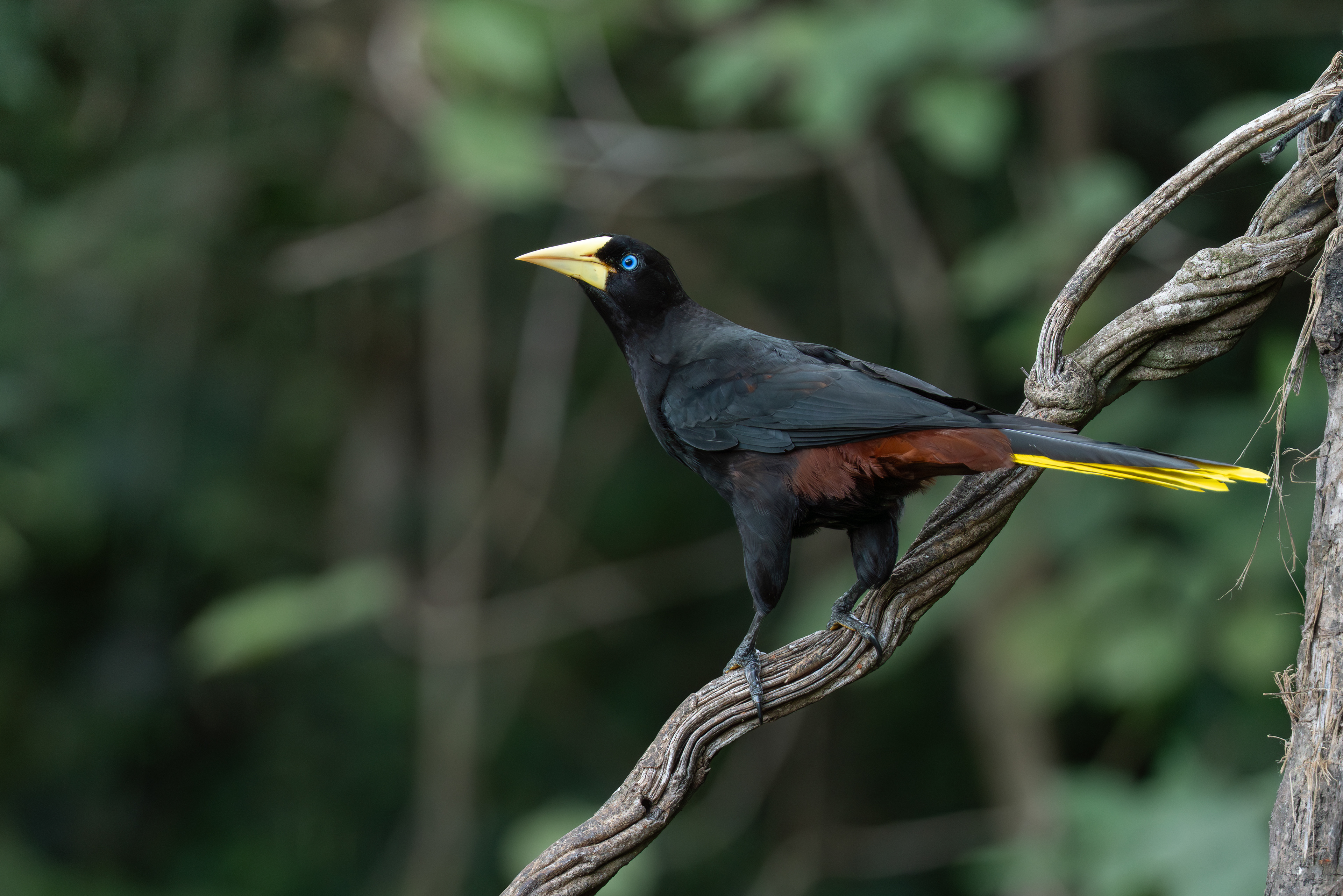 Oropendola, Colombia