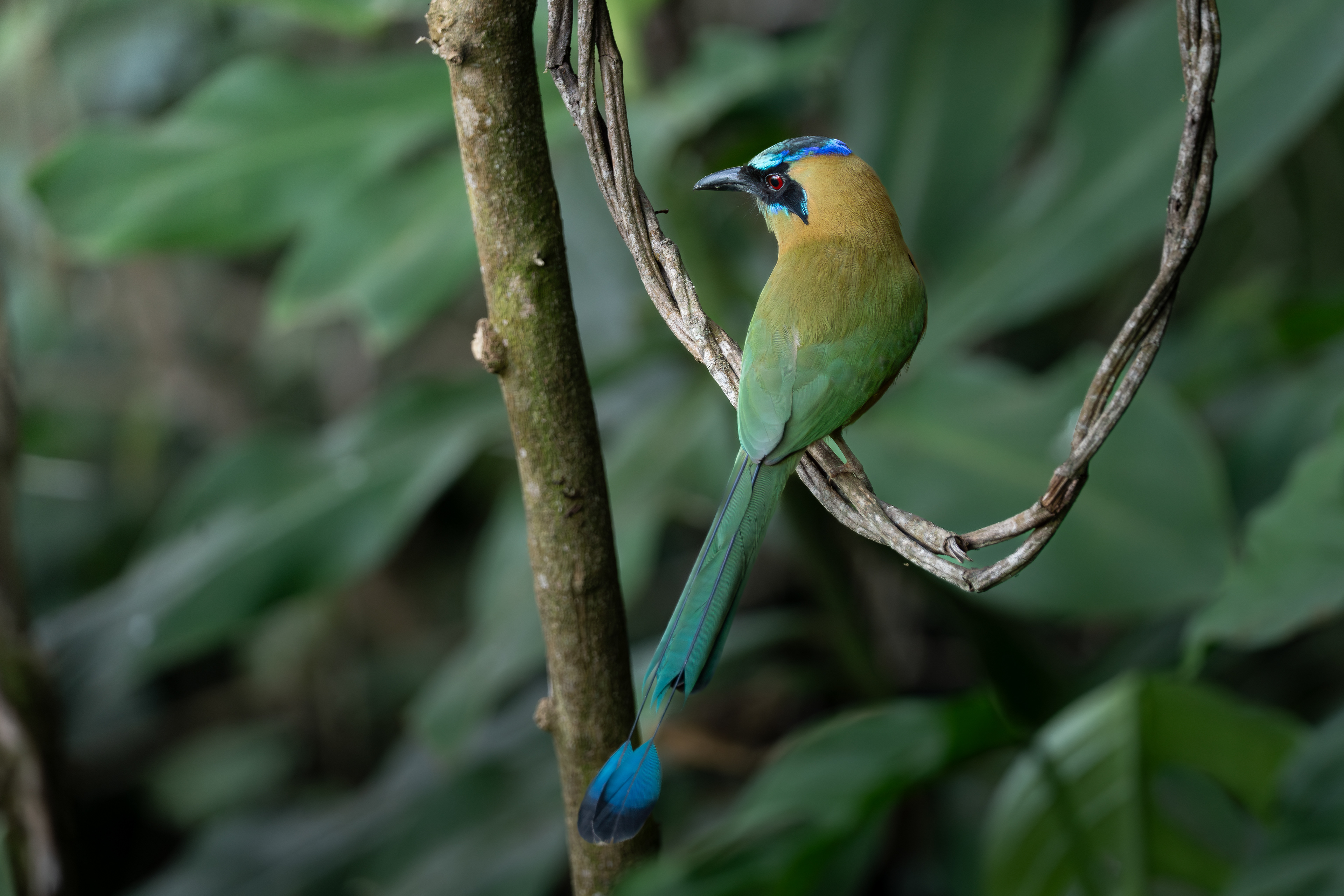 Andean Motmot, Colombia