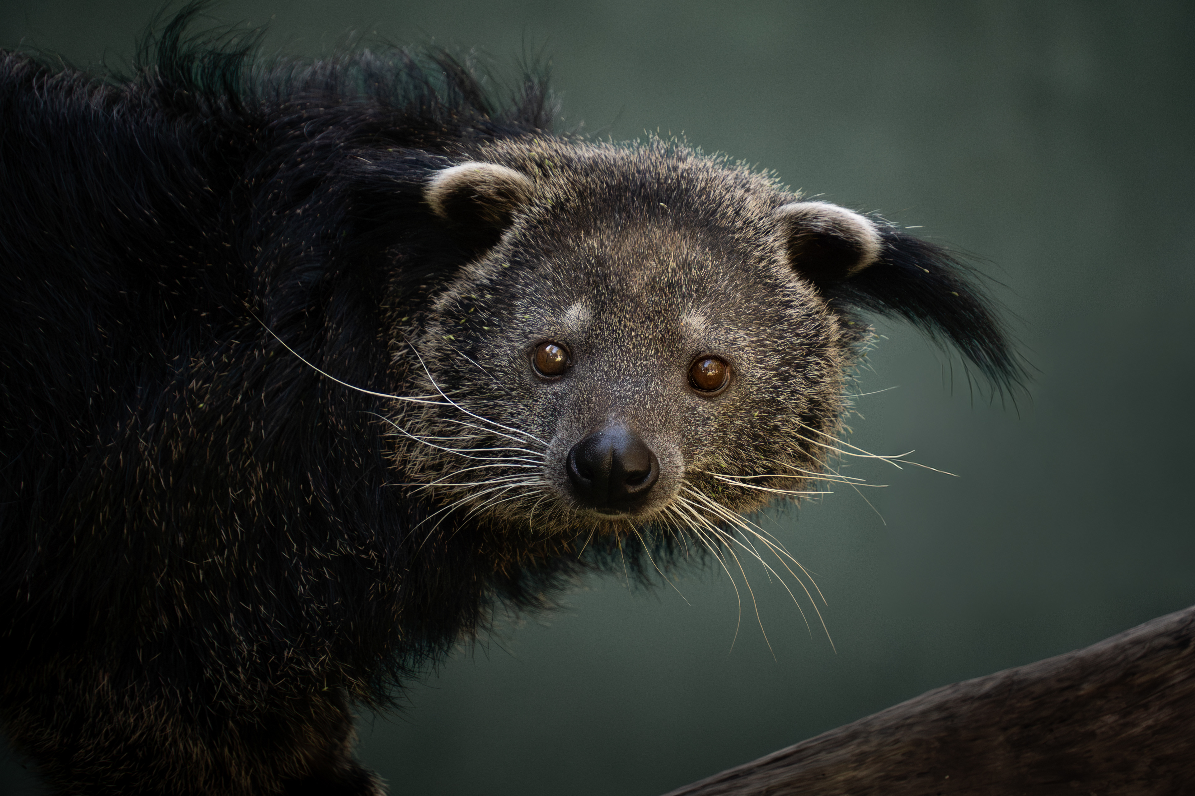 Binturong, Laos