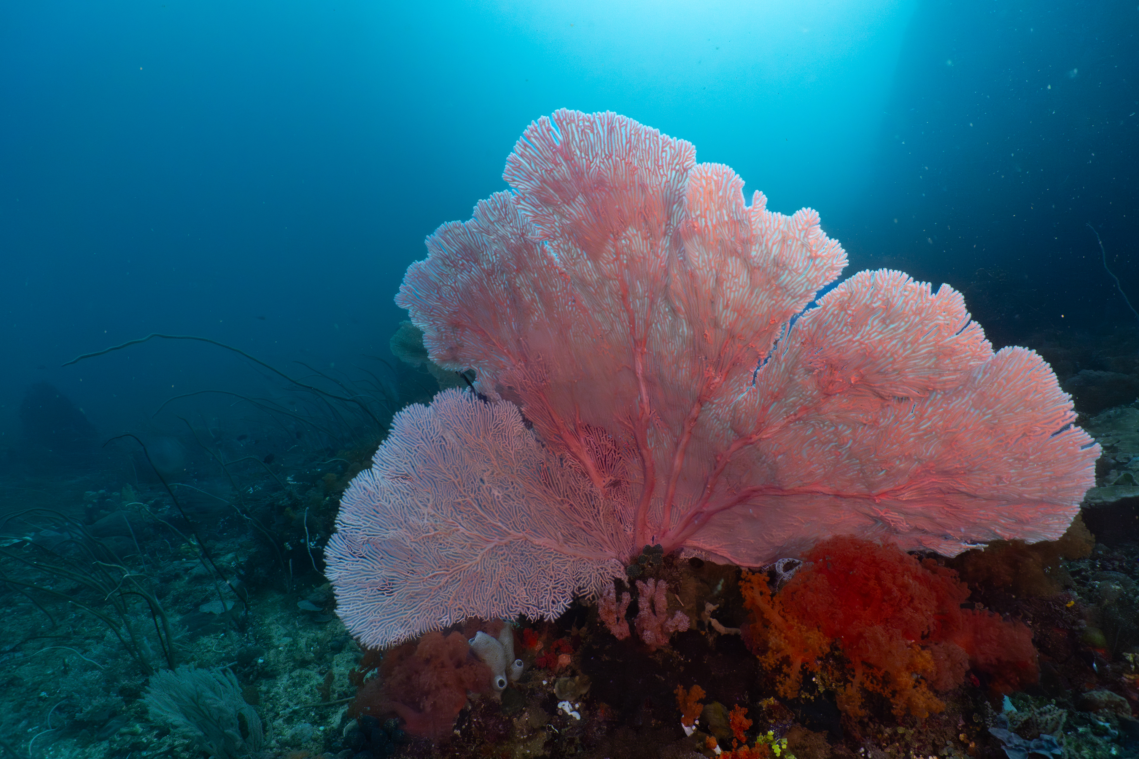 Sea fan, Indonesia