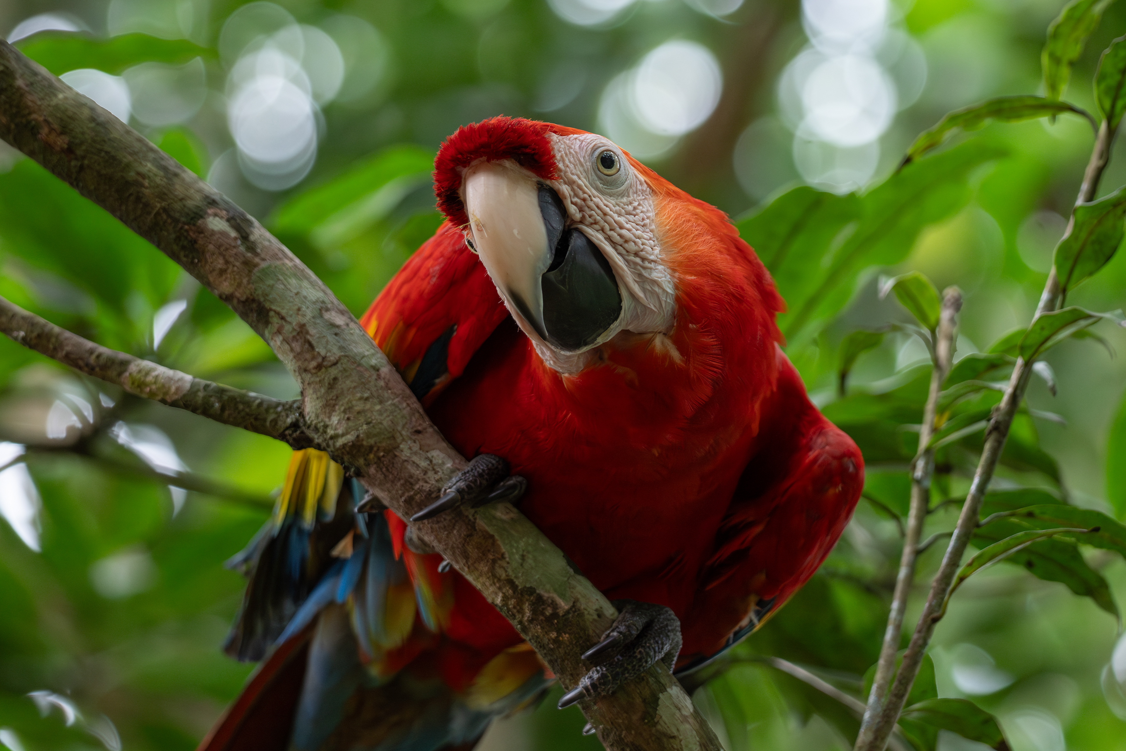 Scarlet Macaw, Colombia