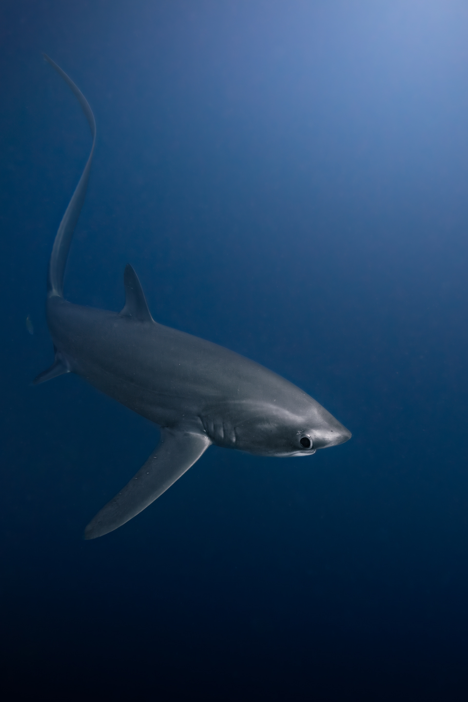 Thresher shark, Malapascua, Philippines