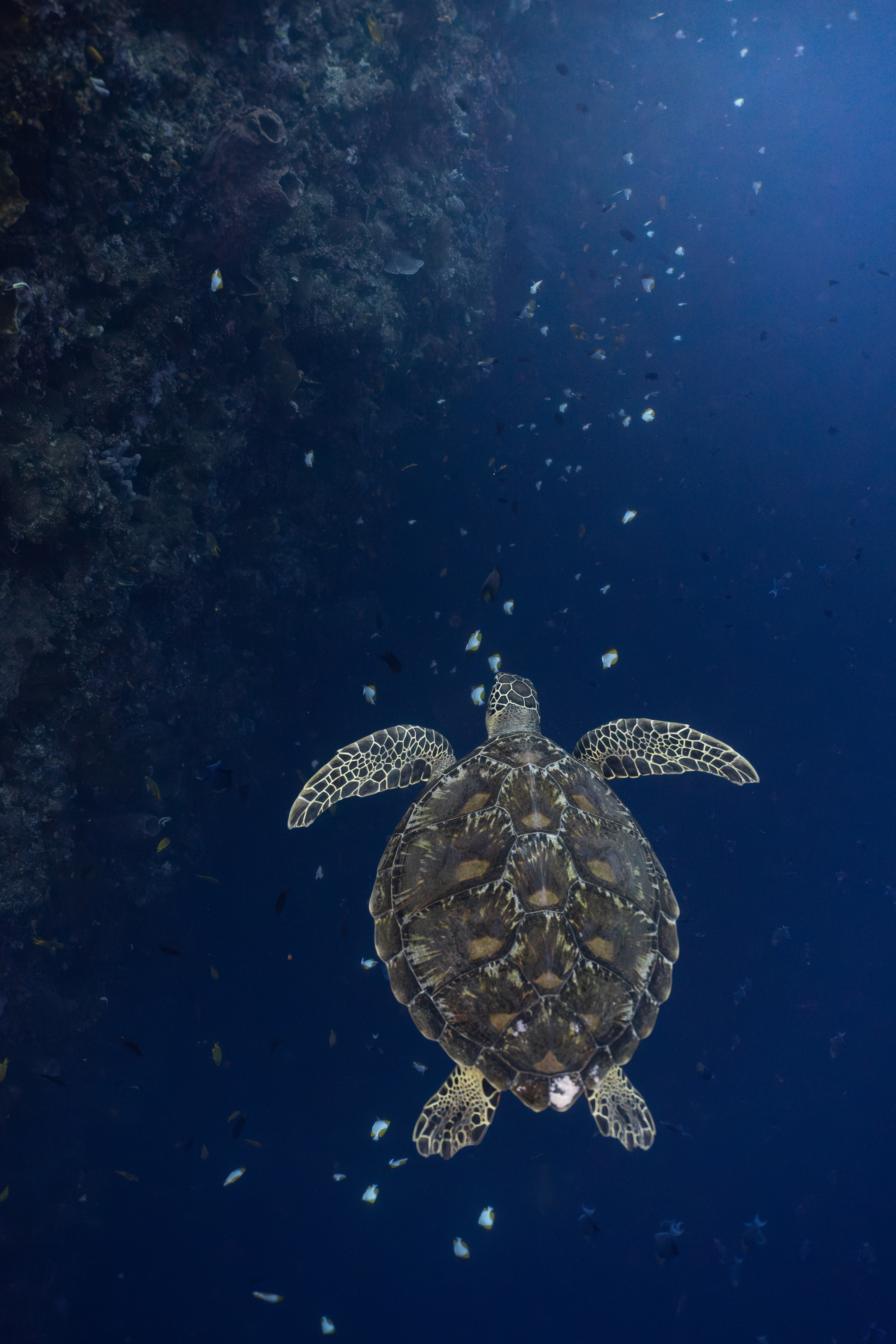 Turtle, Indonesia