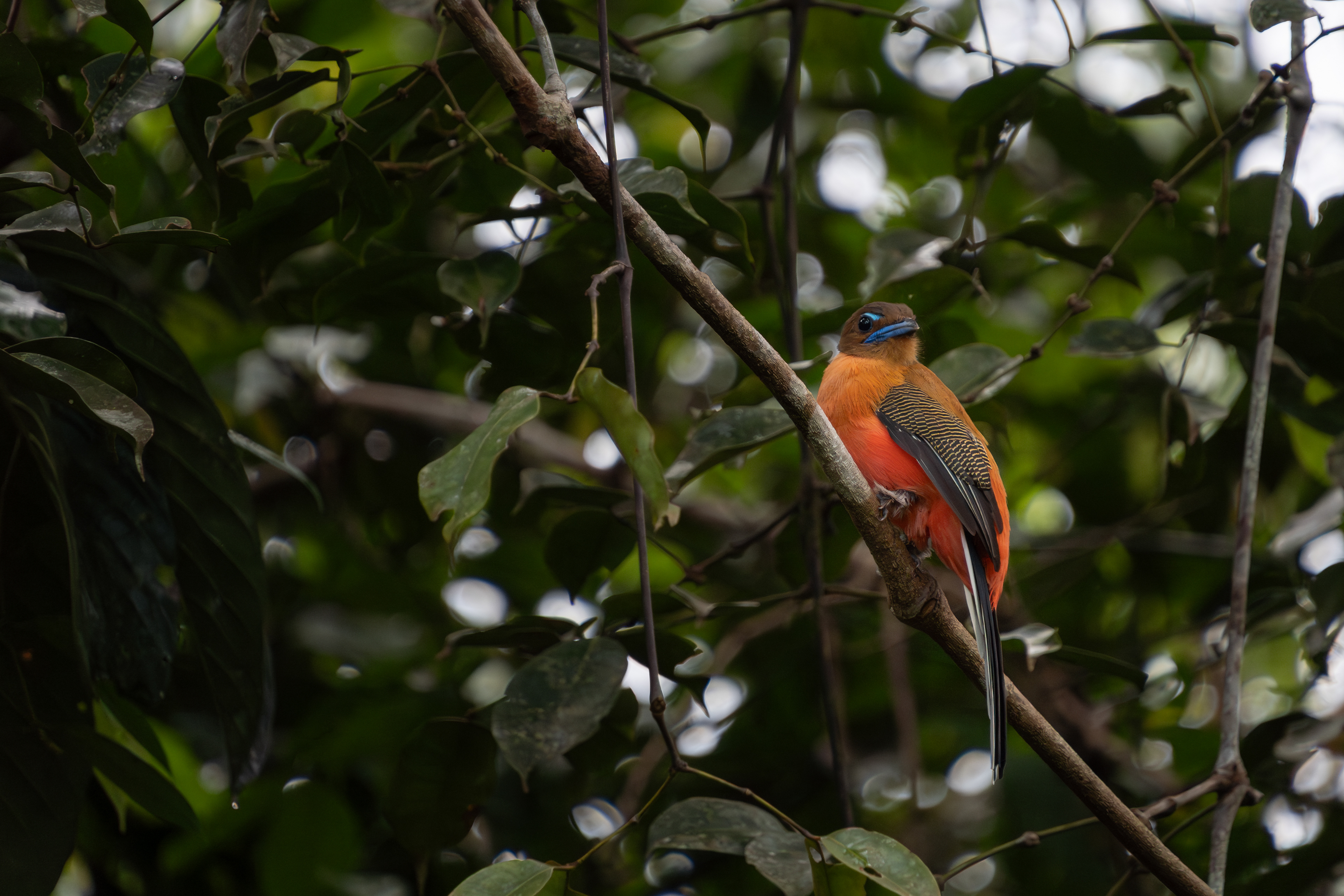 Scarlet-rumped Trogon, Malaysia
