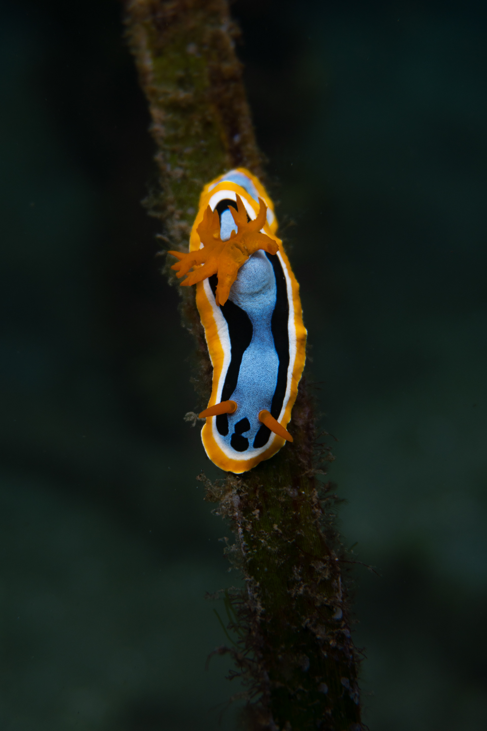 Nudibranch, Indonesia