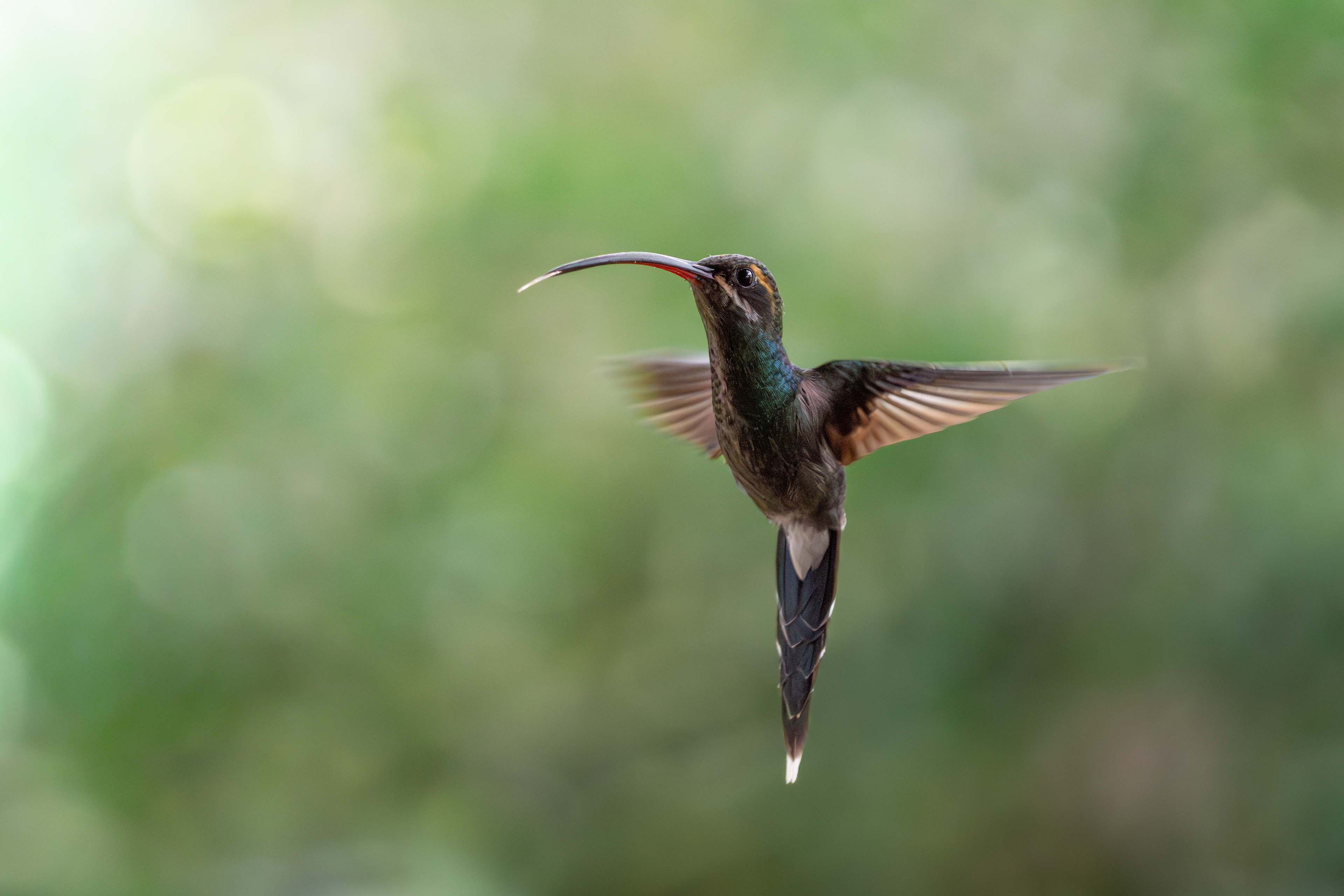 White-whiskered Hermit, Ecuador