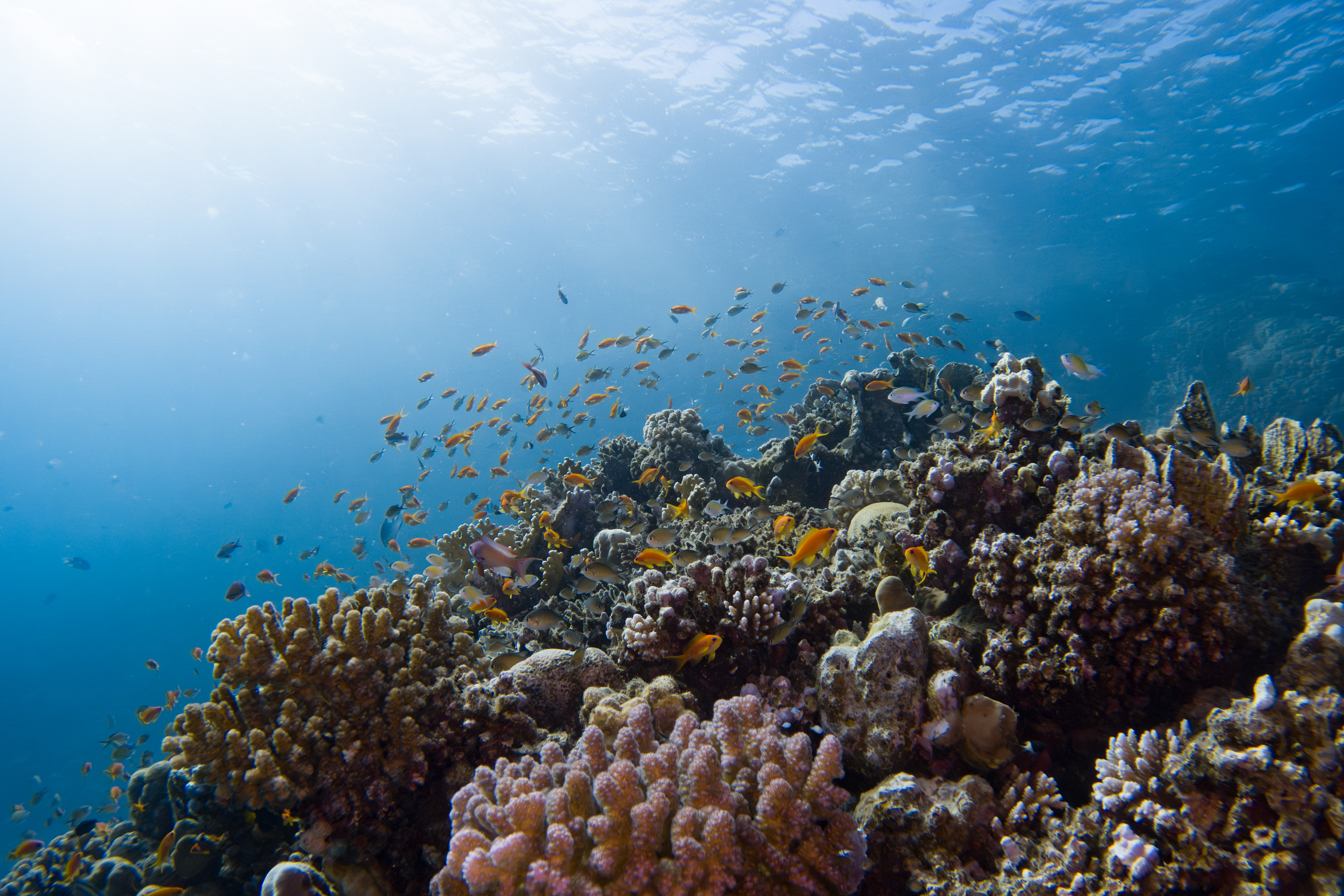 Anthias, Egypt