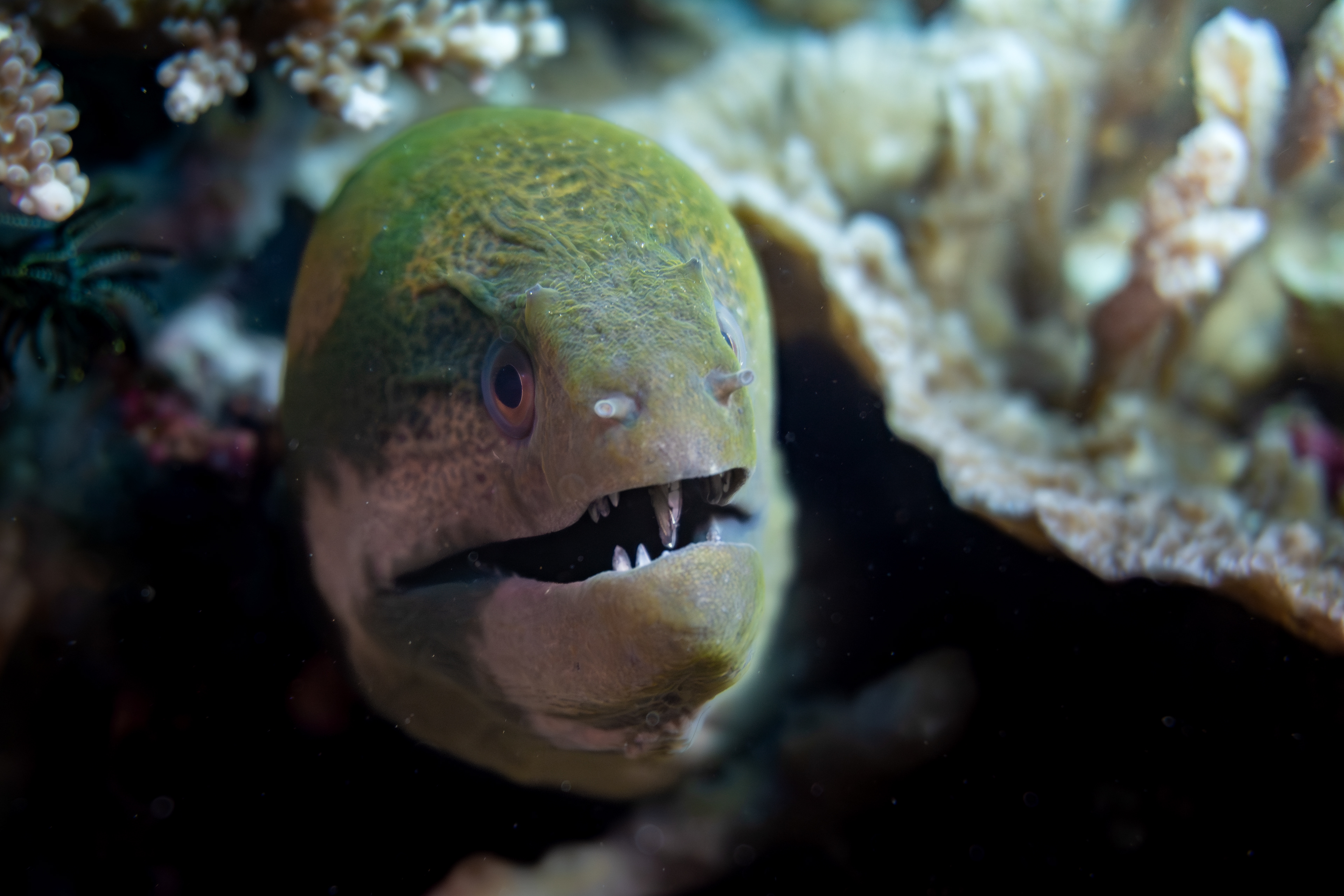 Moray eel, Komodo, Indonesia
