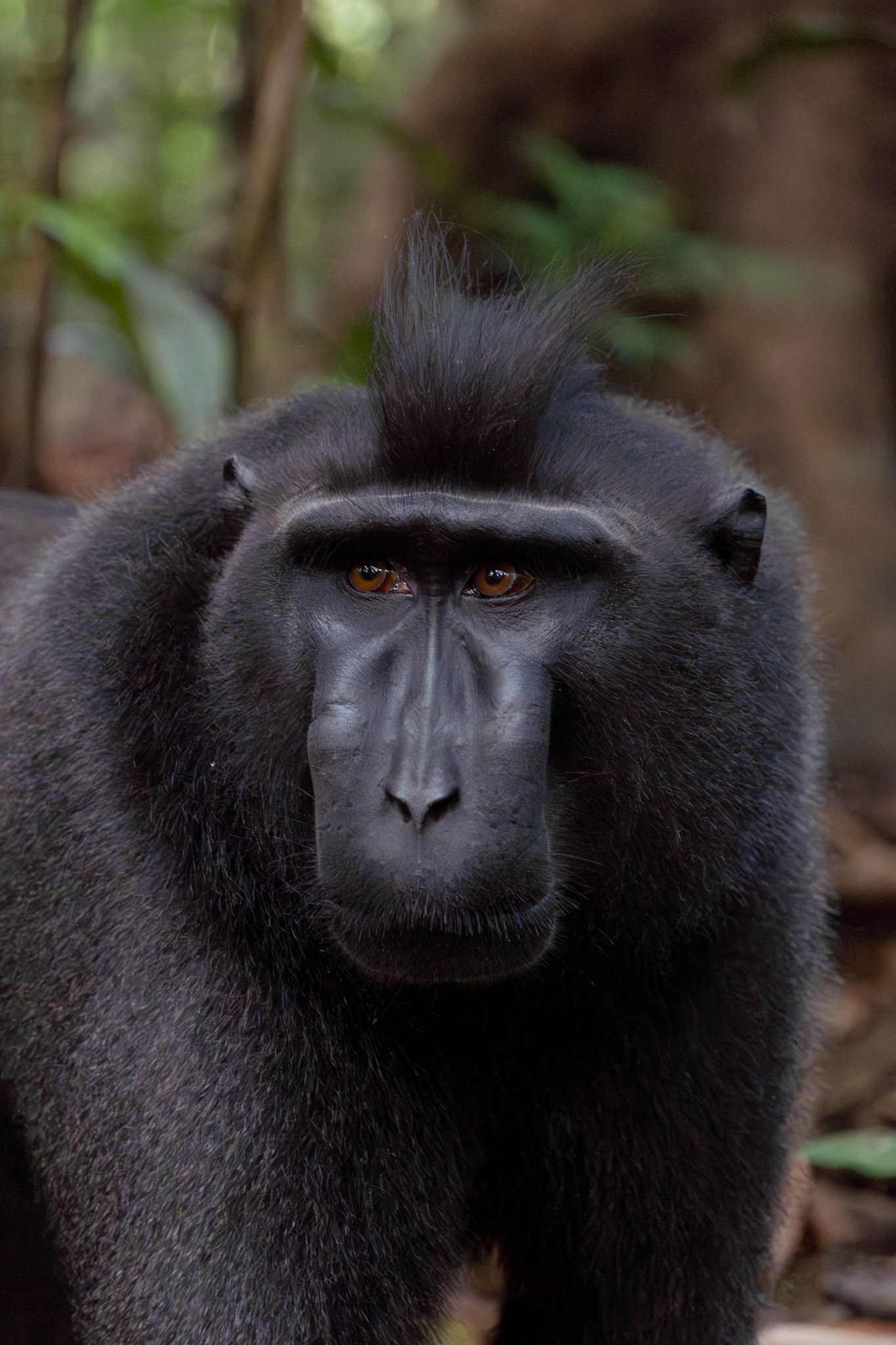 Celebes crested macaque, Sulawesi, Indonesia