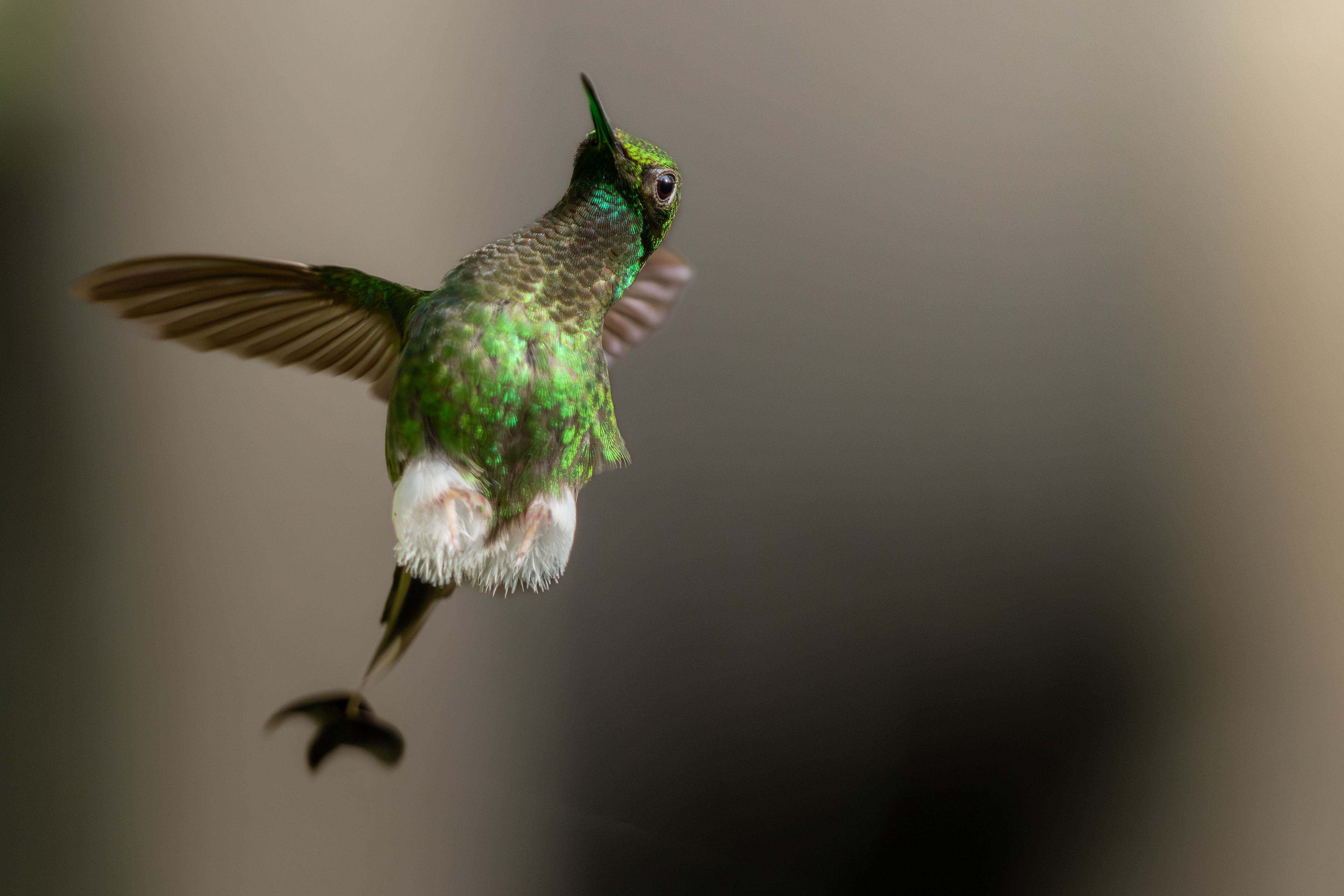 White-booted Racket-tail, Ecuador