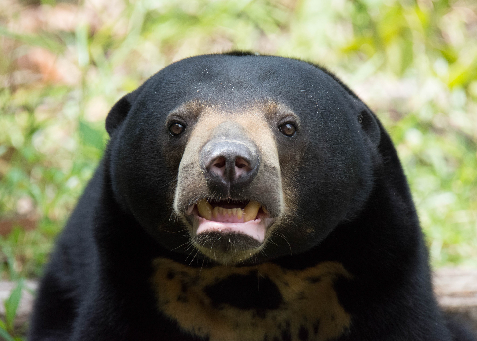 Bornean sun bear, Sarawak, Malaysia