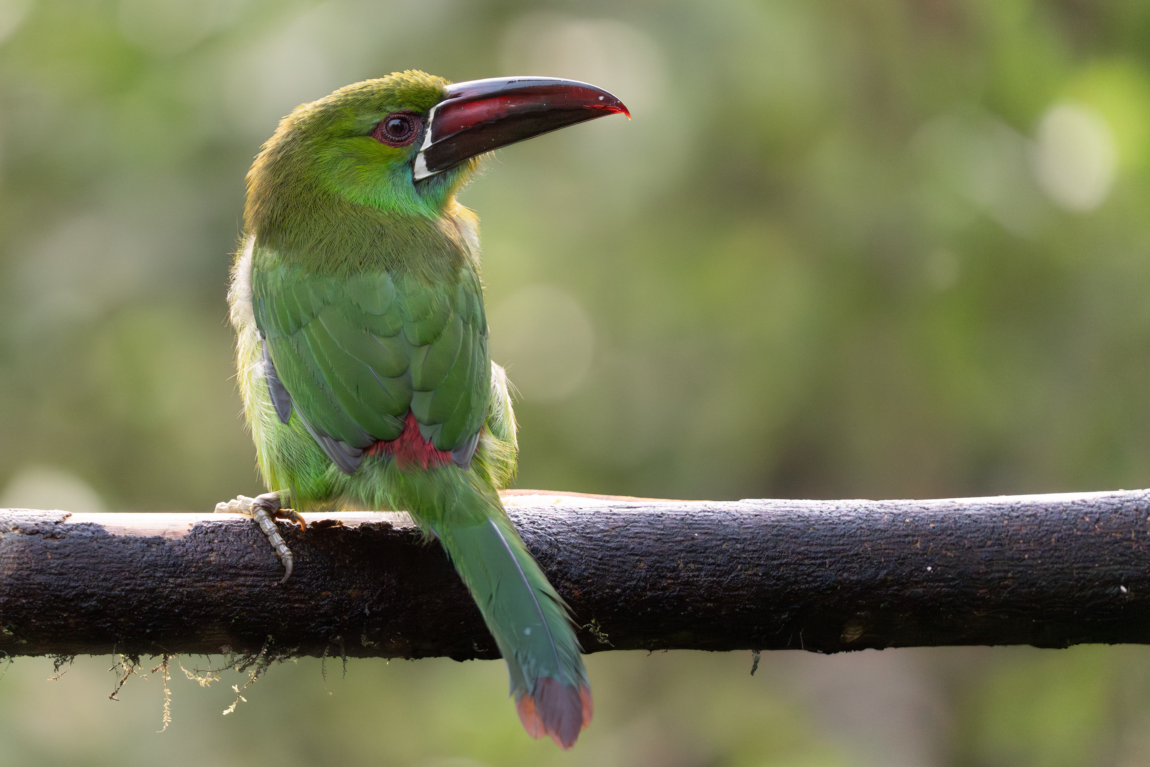 Crimson-rumped Toucanet, Ecuador