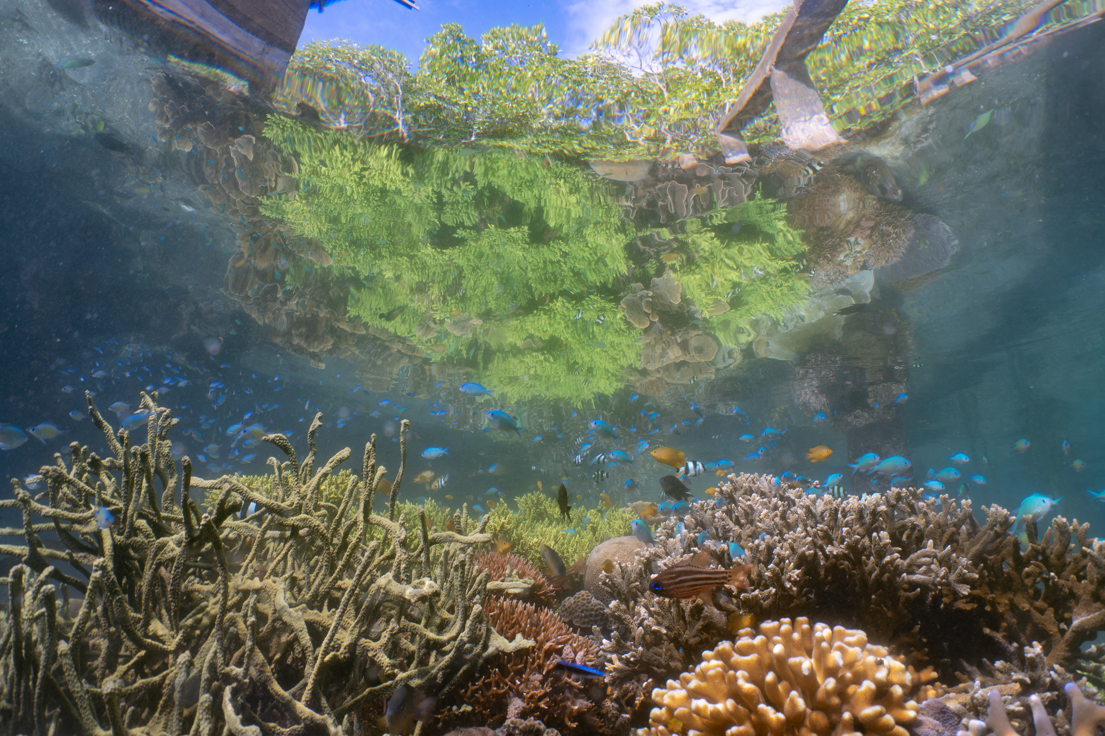 Coral reef, Indonesia
