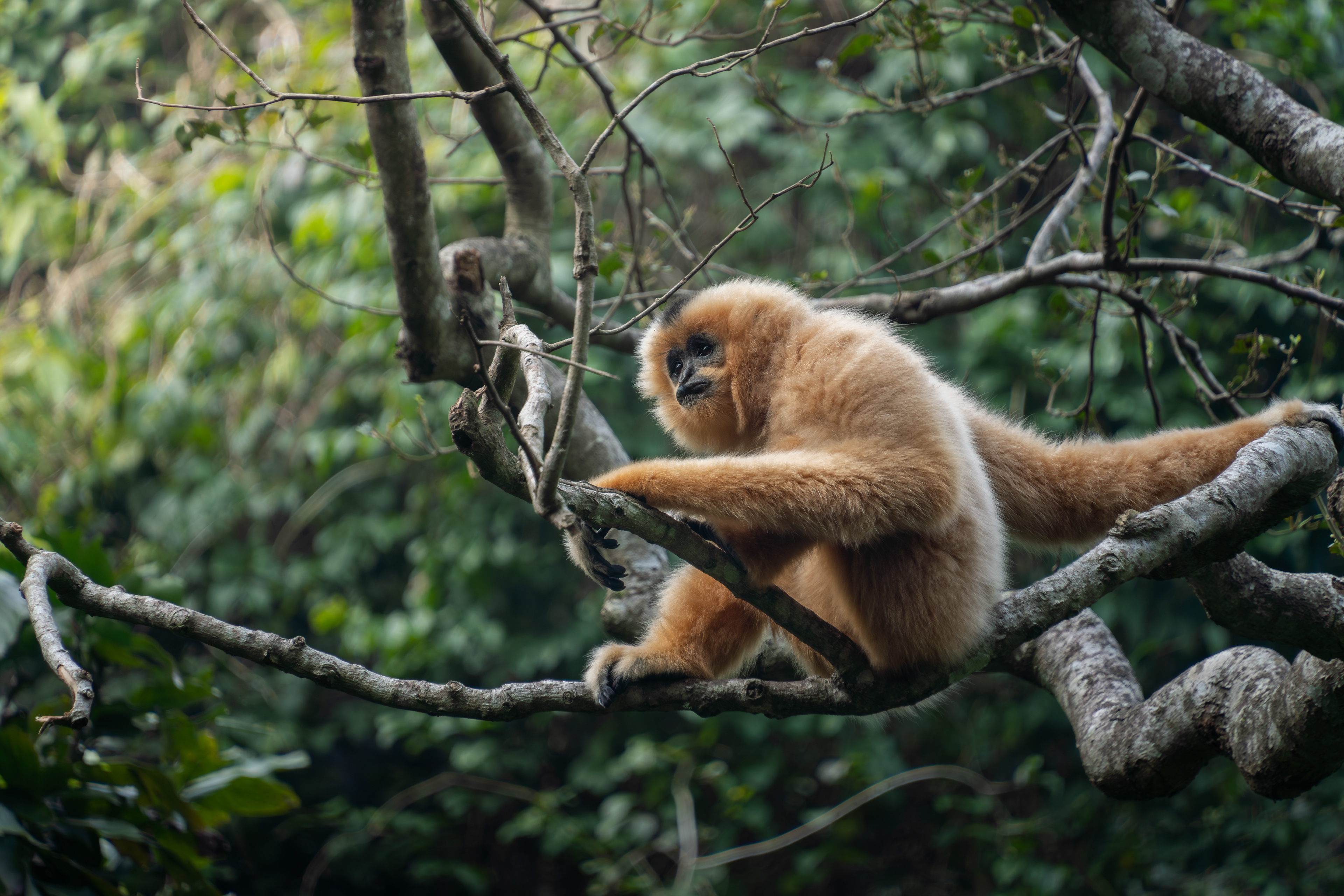 Northern yellow-cheeked gibbon, Vietnam