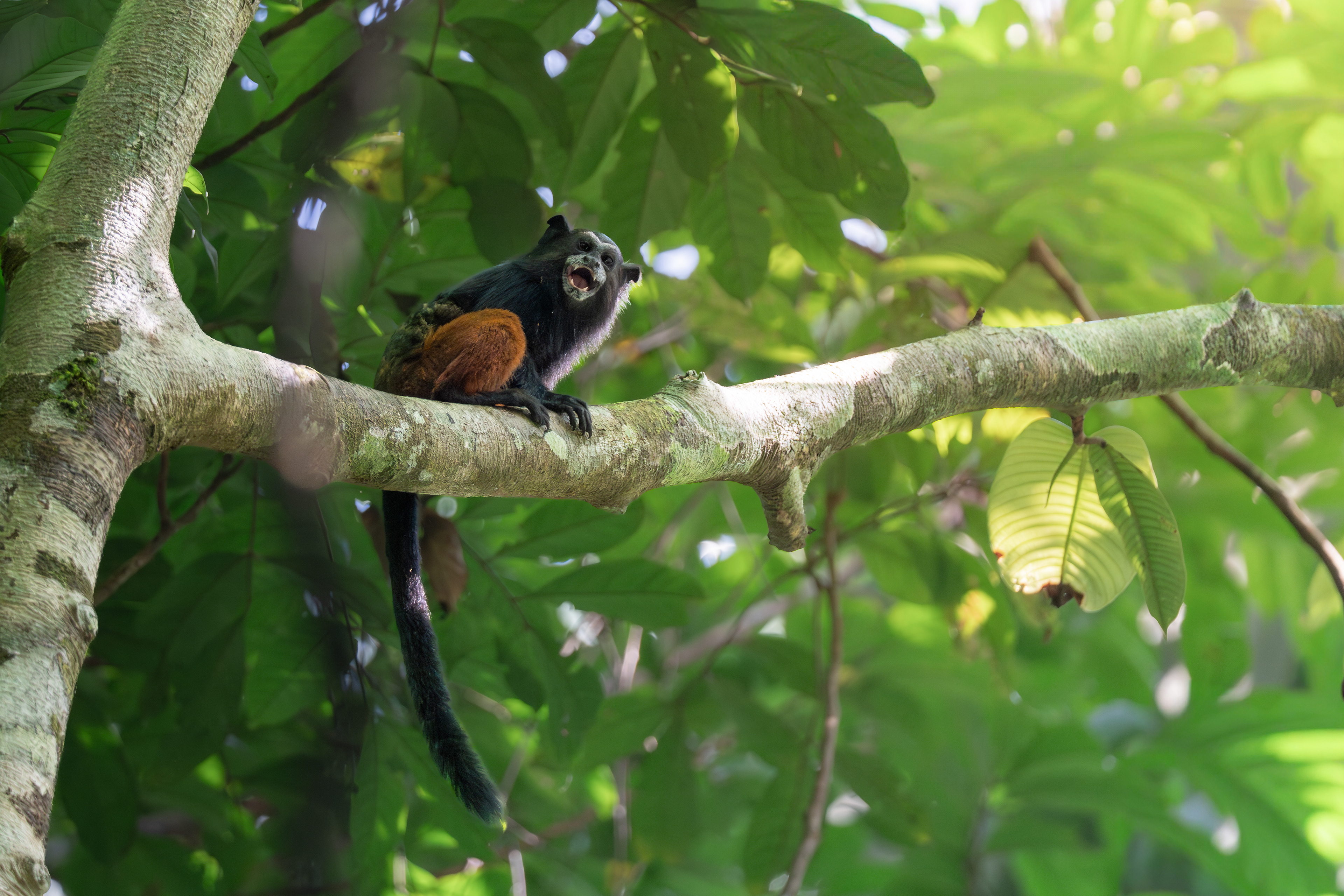 Saddle-back Tamarin, Peru