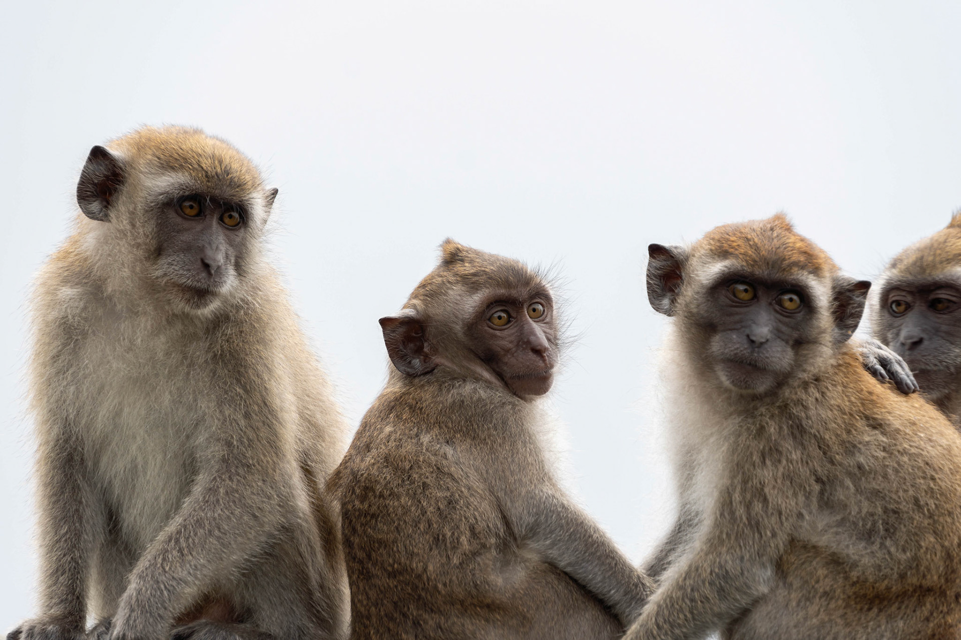Long tailed macaque, Malaysia