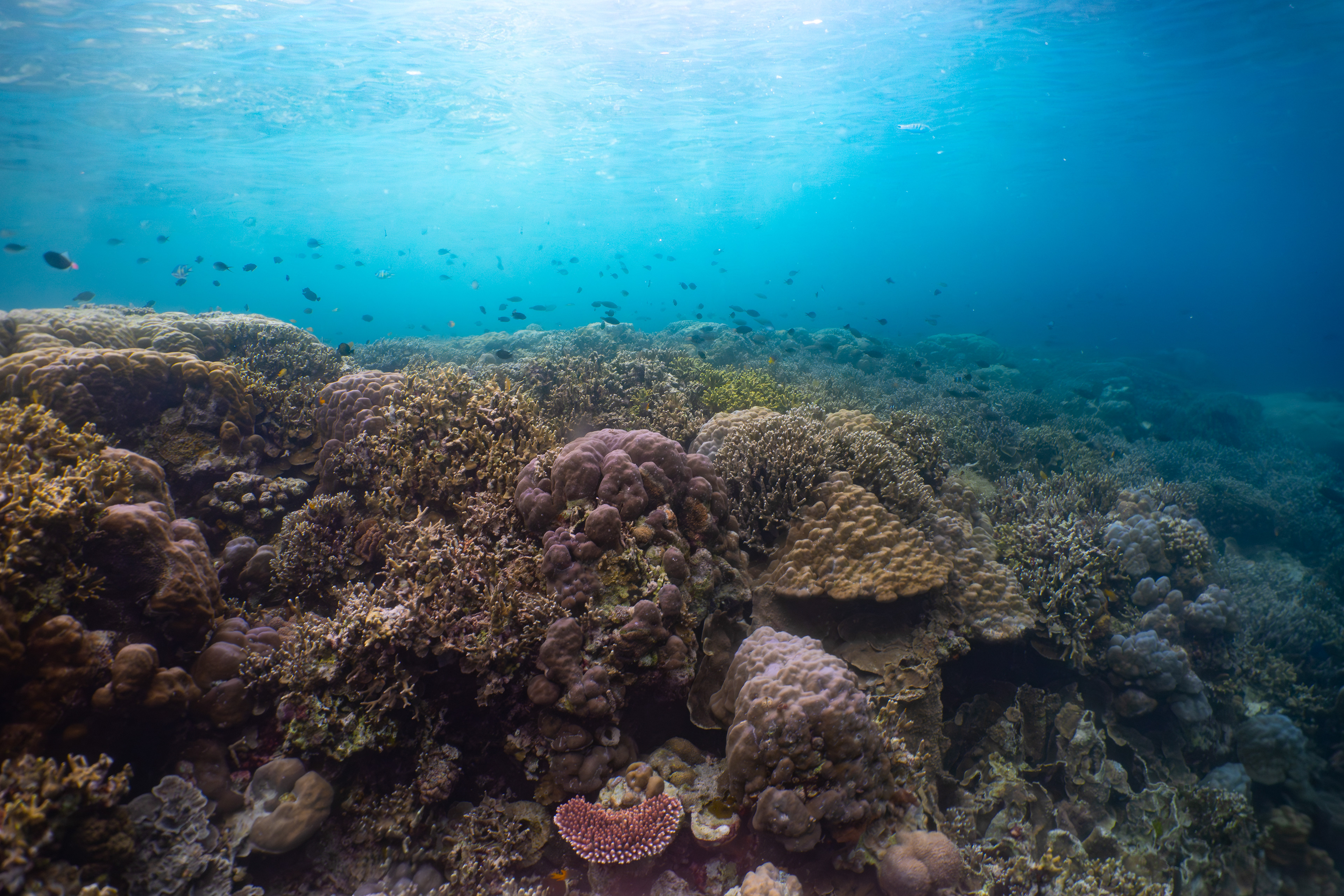 Coral reef, Indonesia