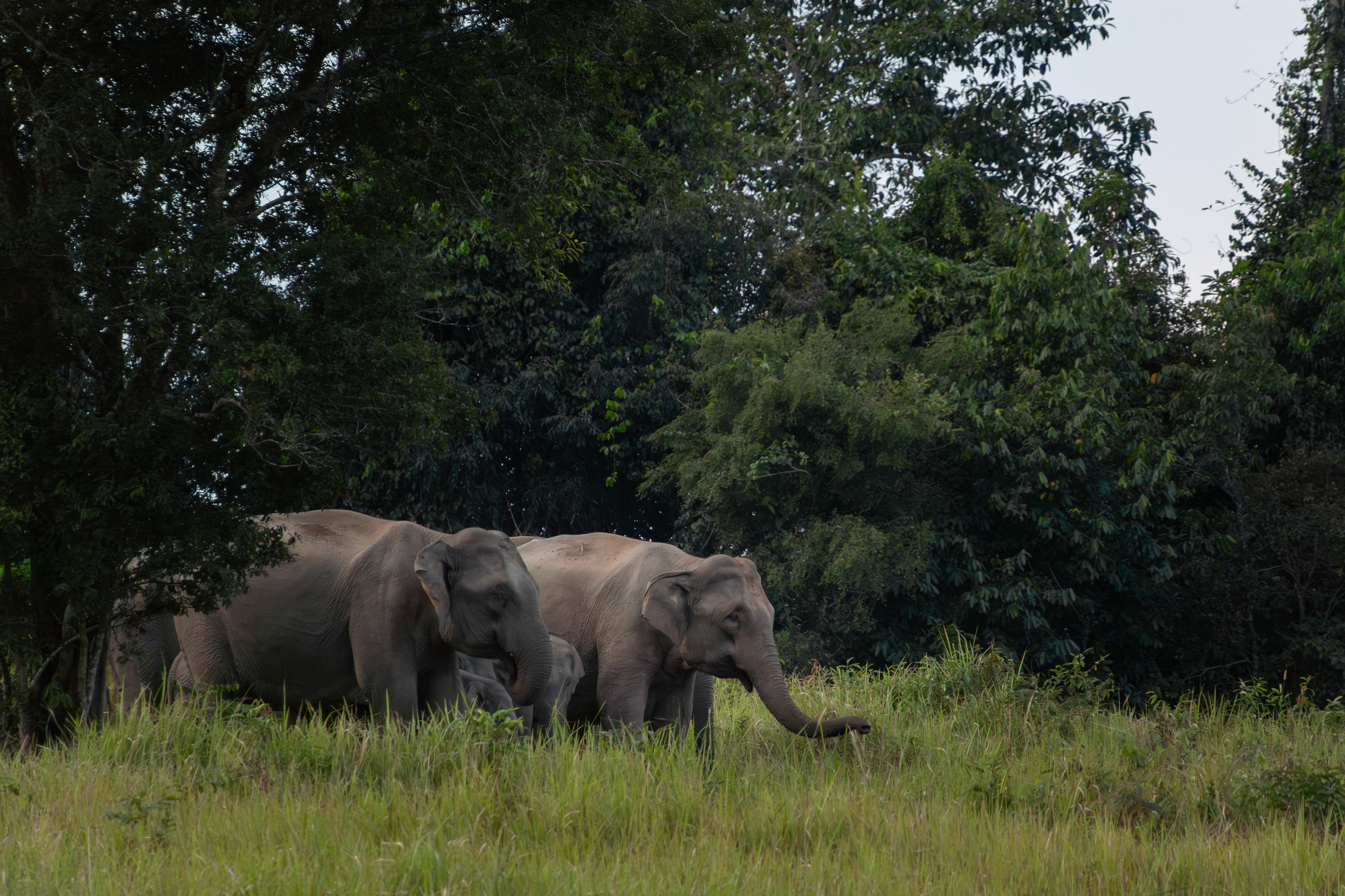 Asian elephants, Thailand