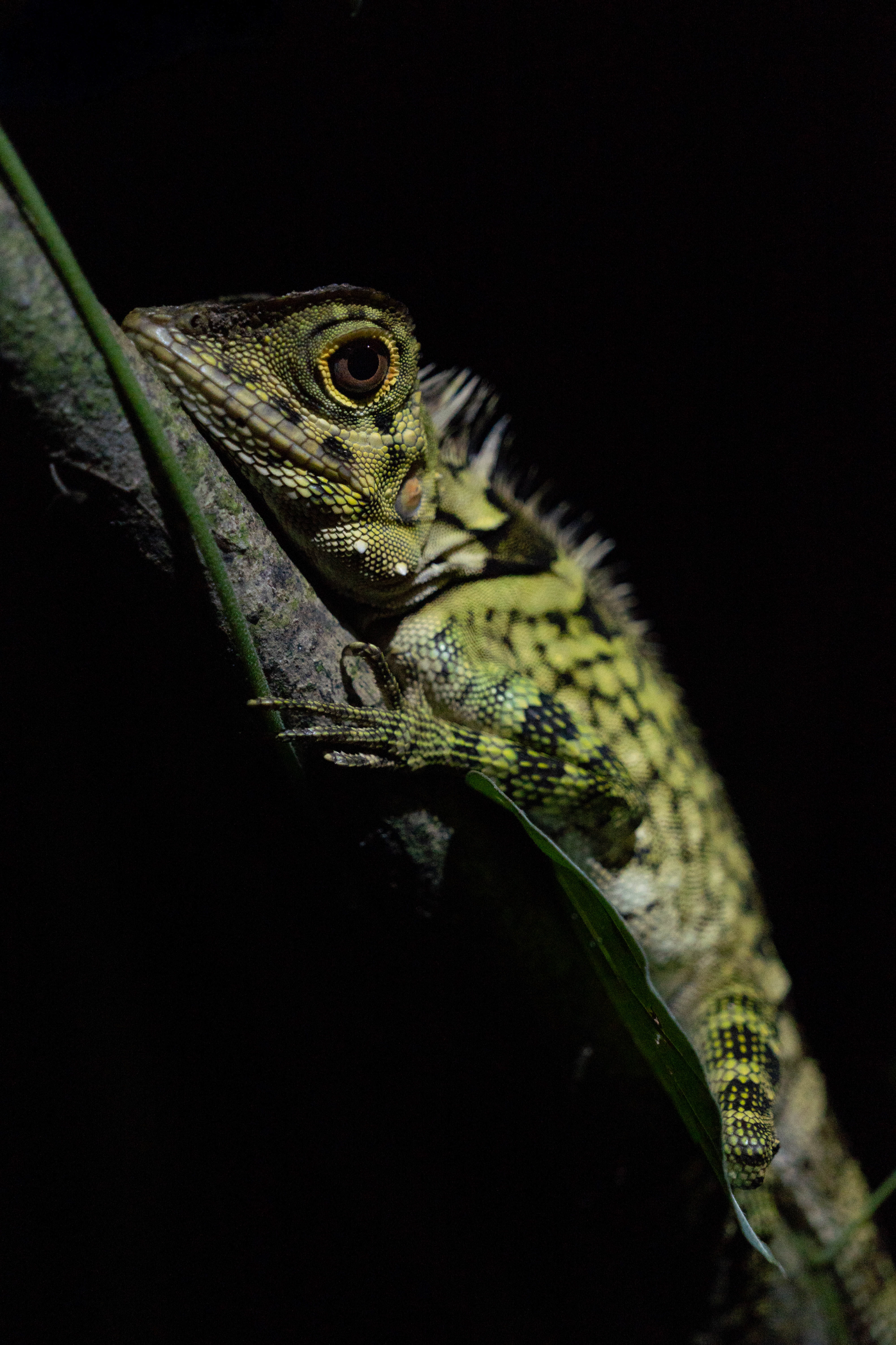 Borneo anglehead lizard, Sarawak, Malaysia