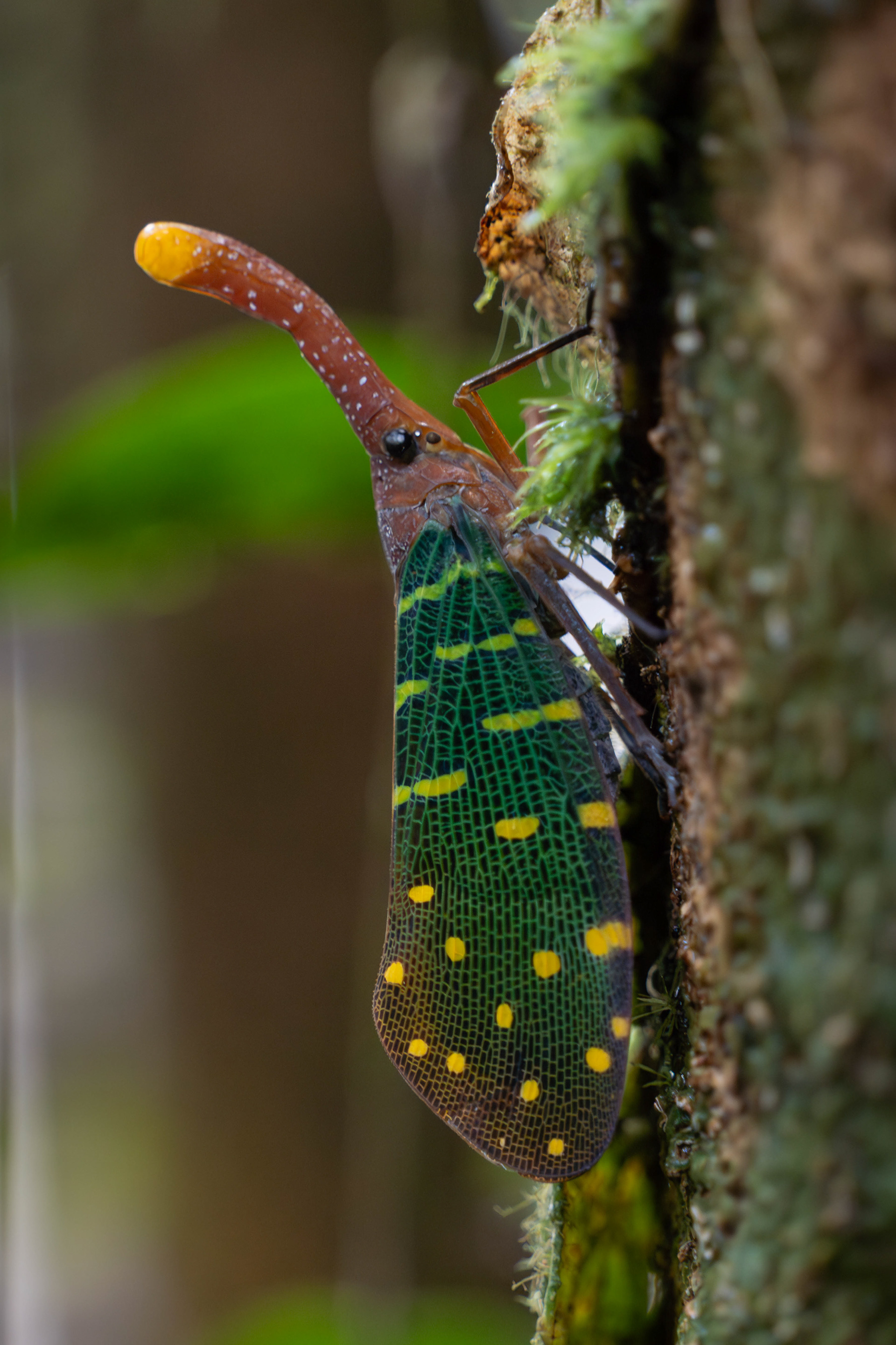 Lanternfly, Sarawak, Malaysia